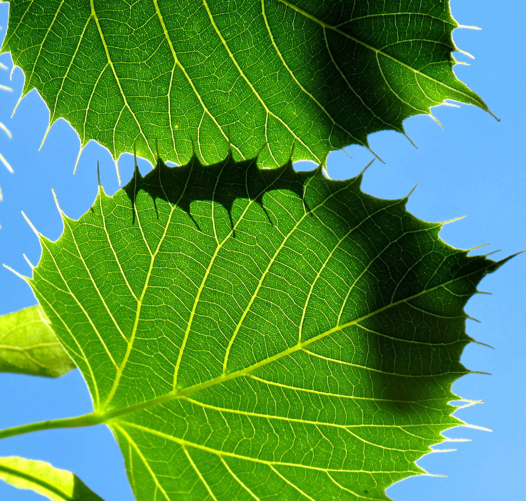 Backlit green leaf with luminous veins