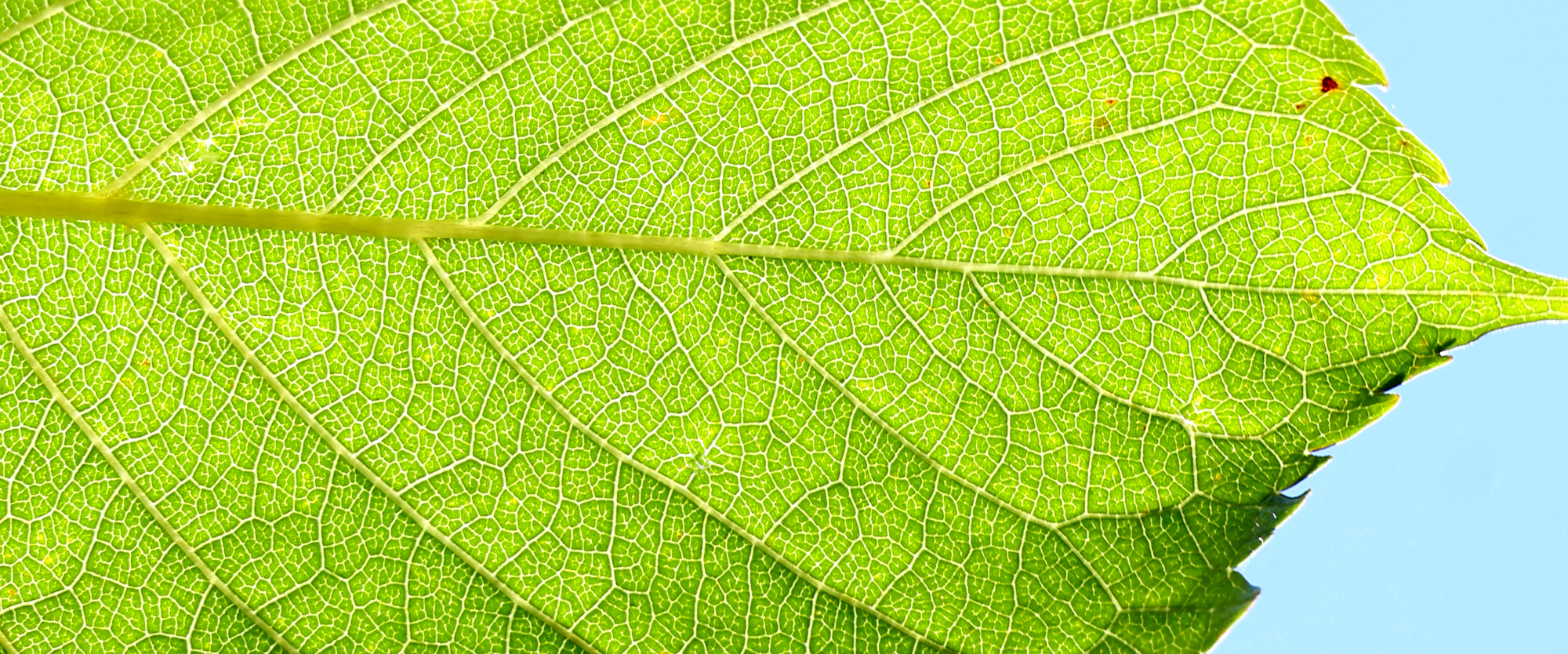 Macro photograph of a translucent leaf