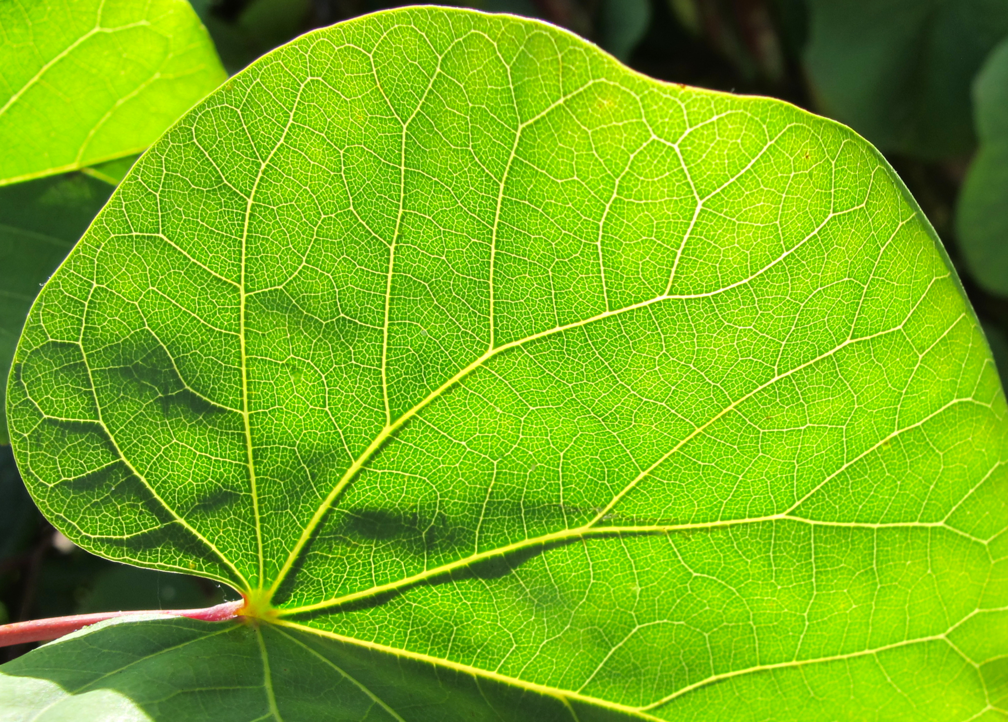 Backlit green leaf with luminous veins