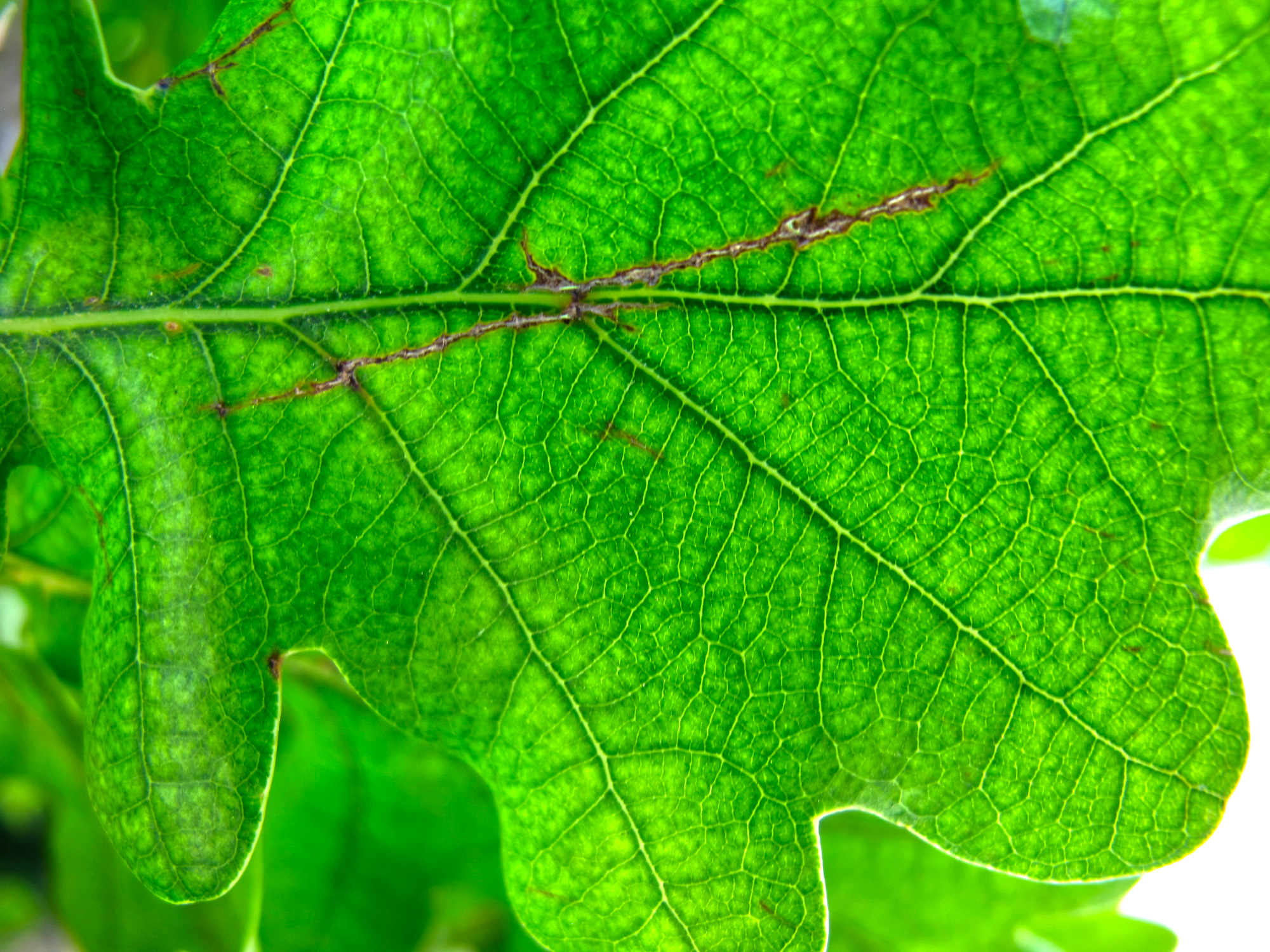 Backlit green leaf with luminous veins