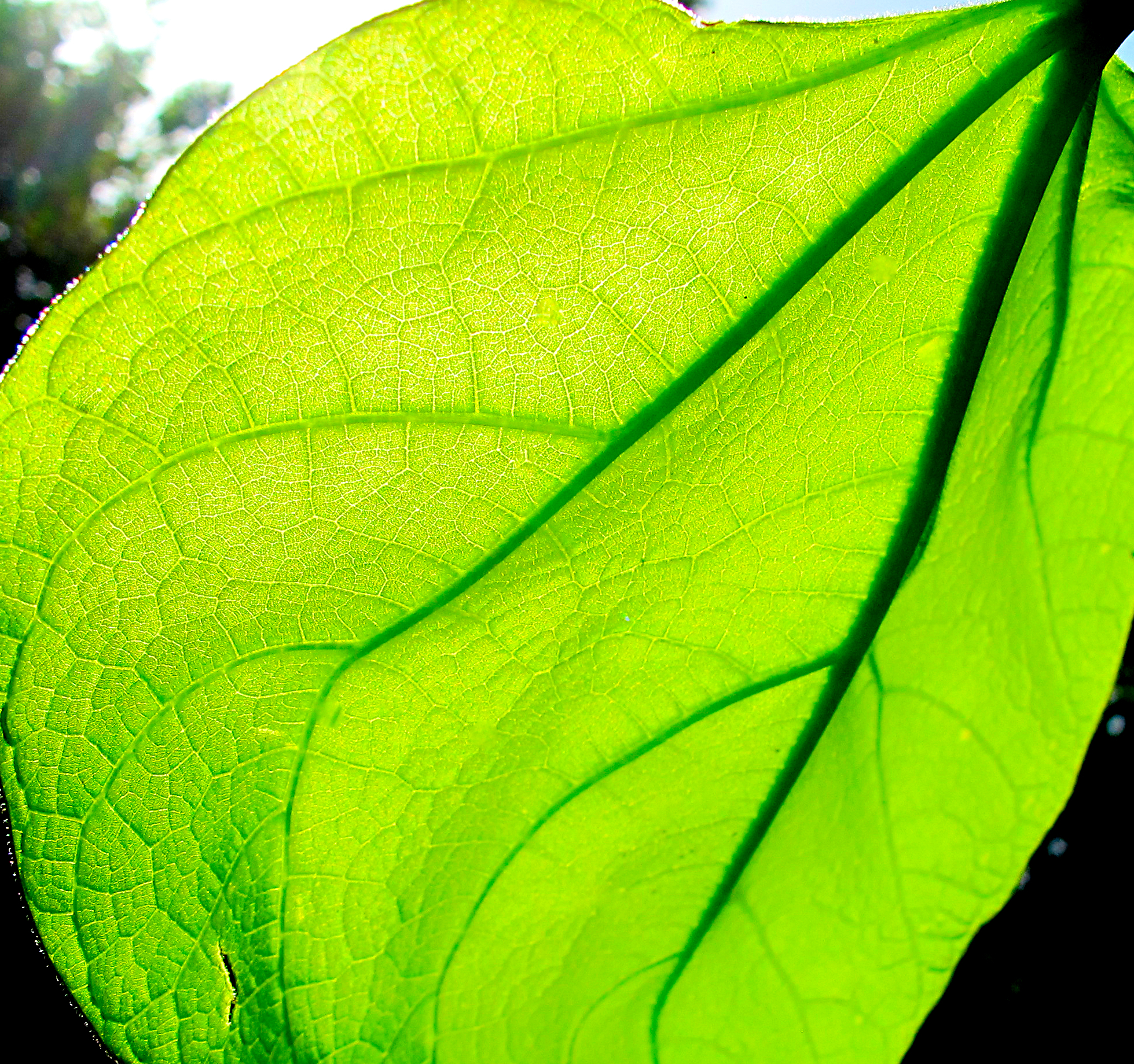 Backlit green leaf with luminous veins