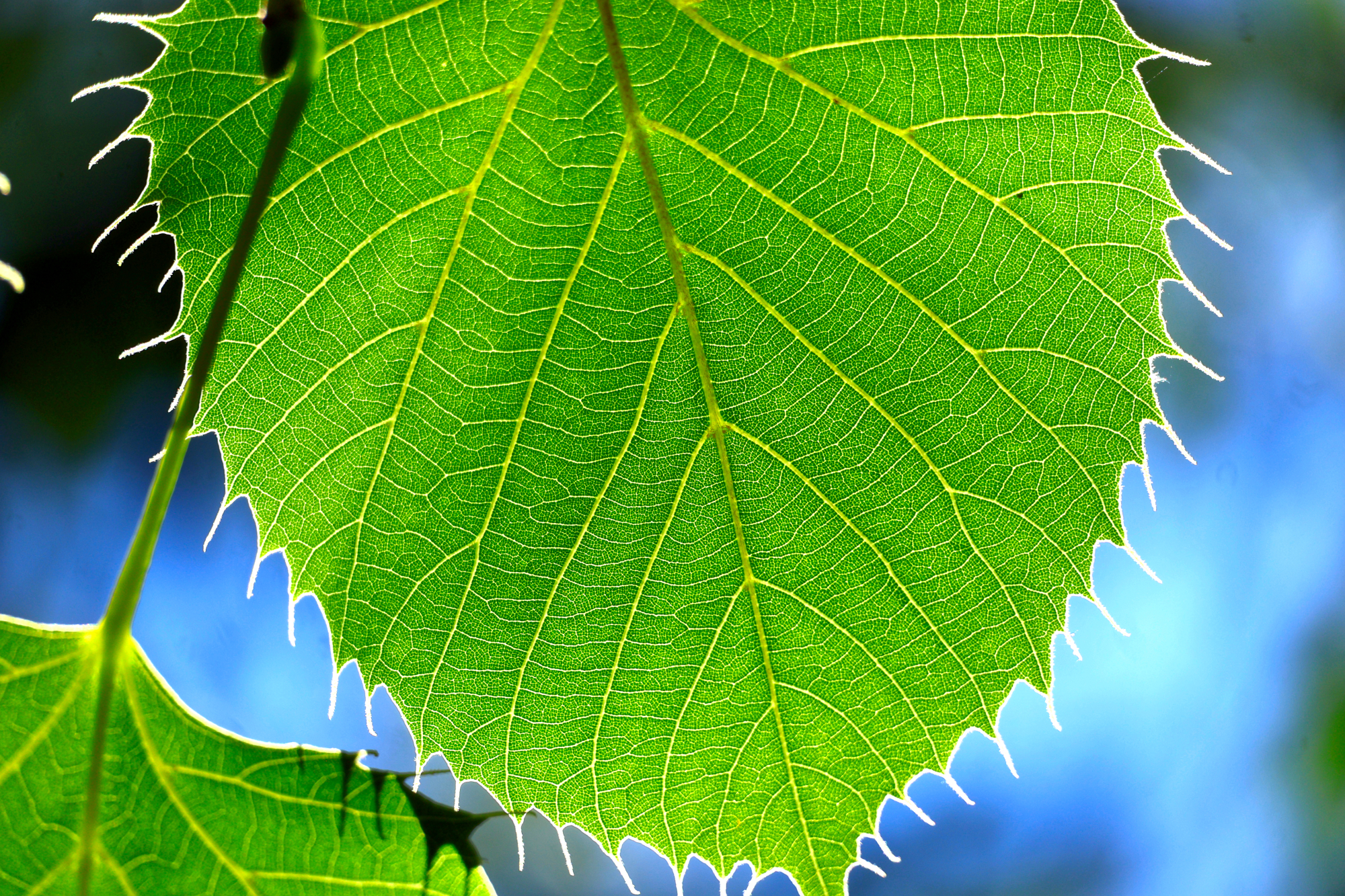 Backlit green leaf with luminous veins