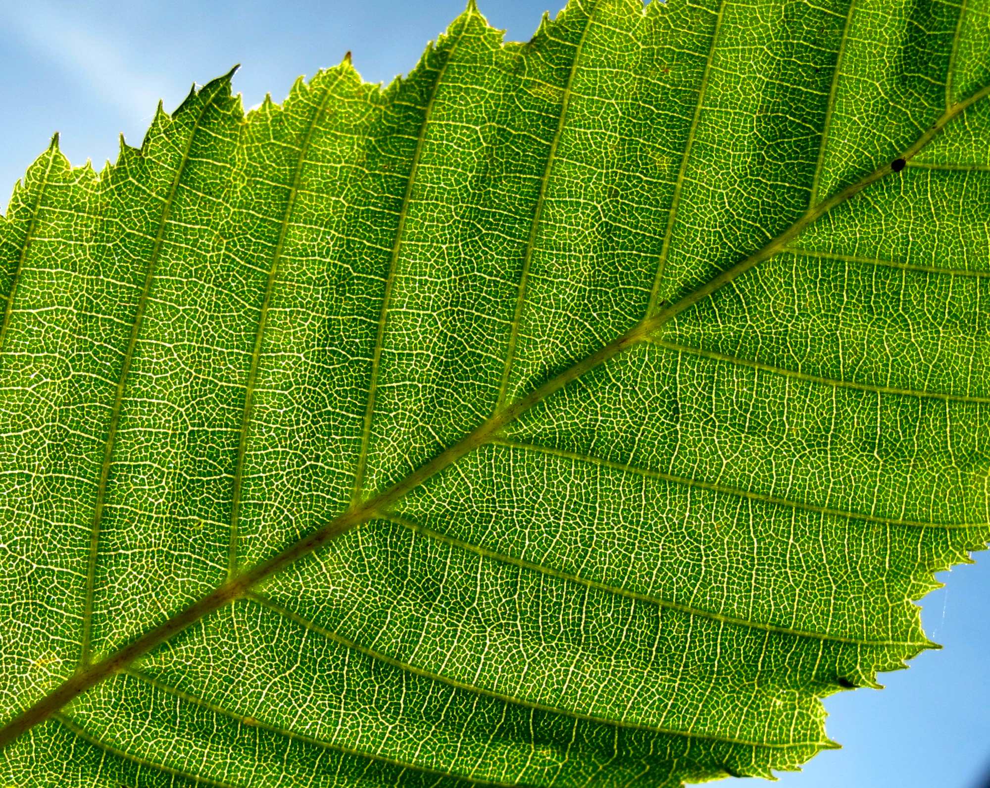 Backlit green leaf with luminous veins7