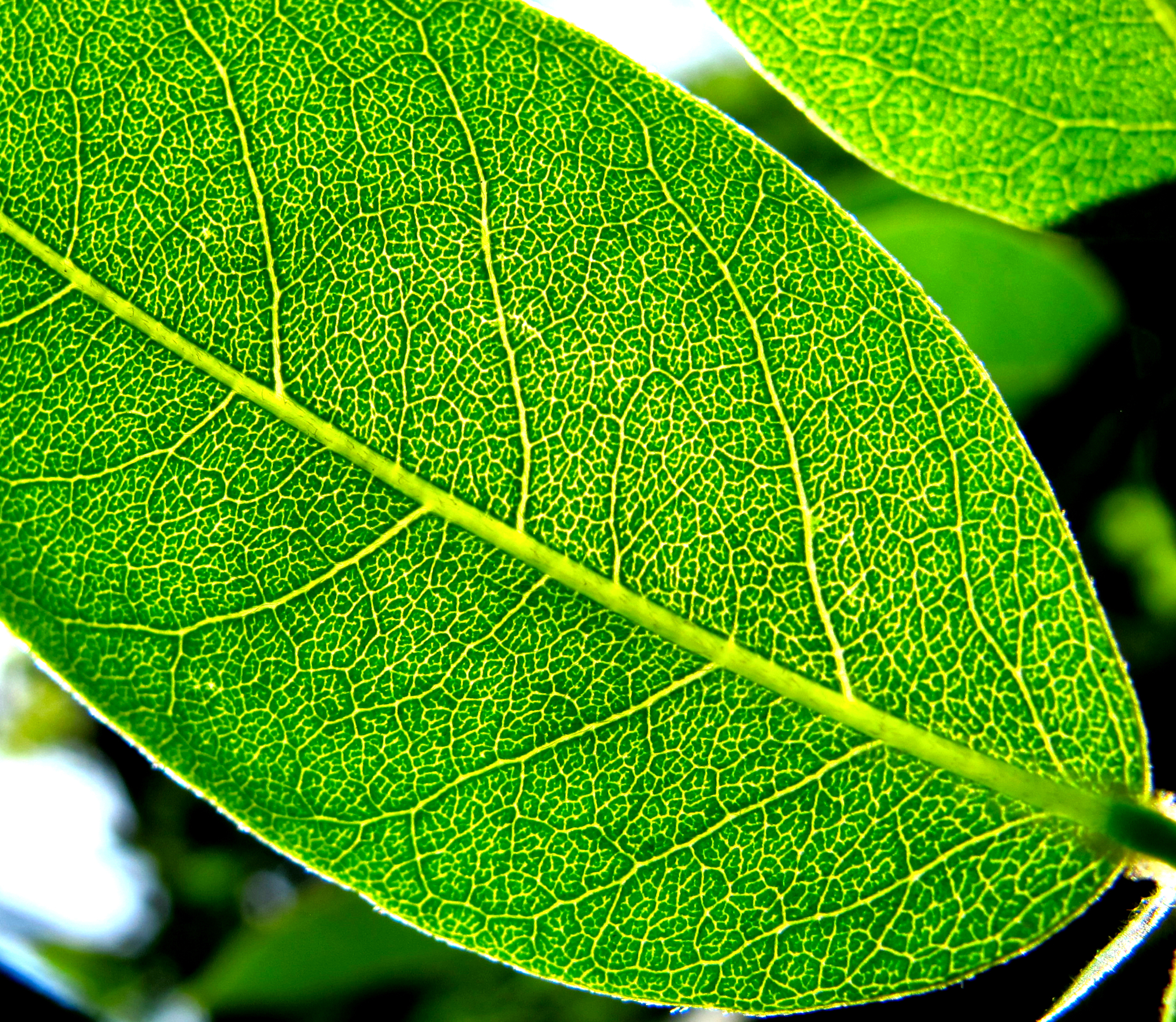Backlit green leaf with luminous veins