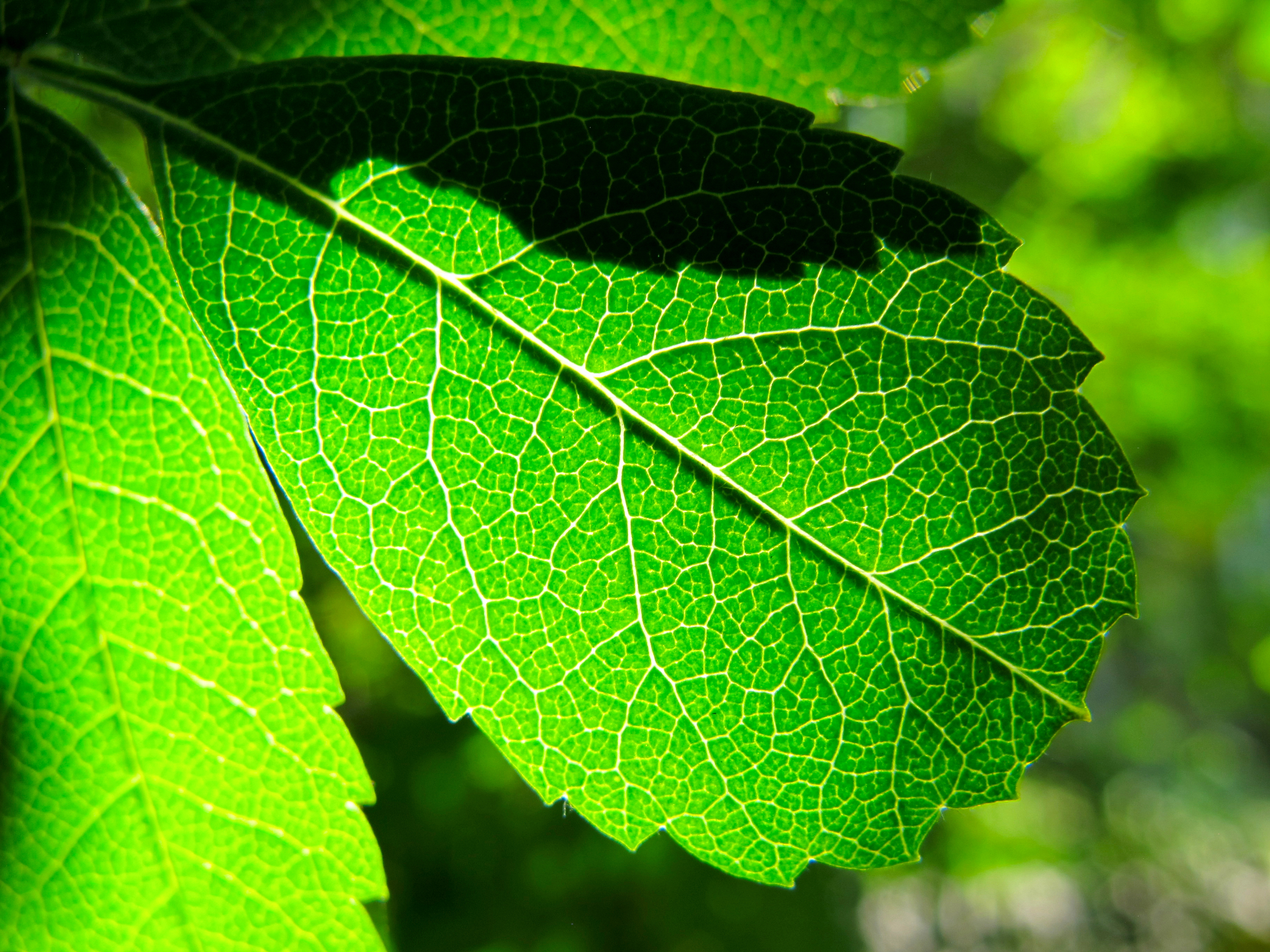 Backlit green leaf with luminous veins