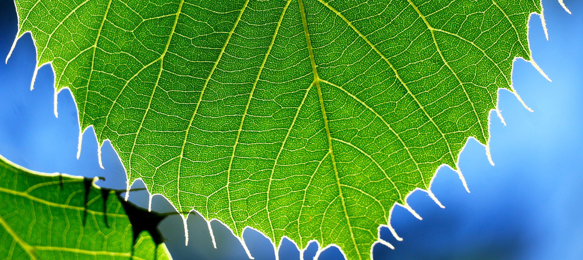 Backlit green leaf with luminous veins