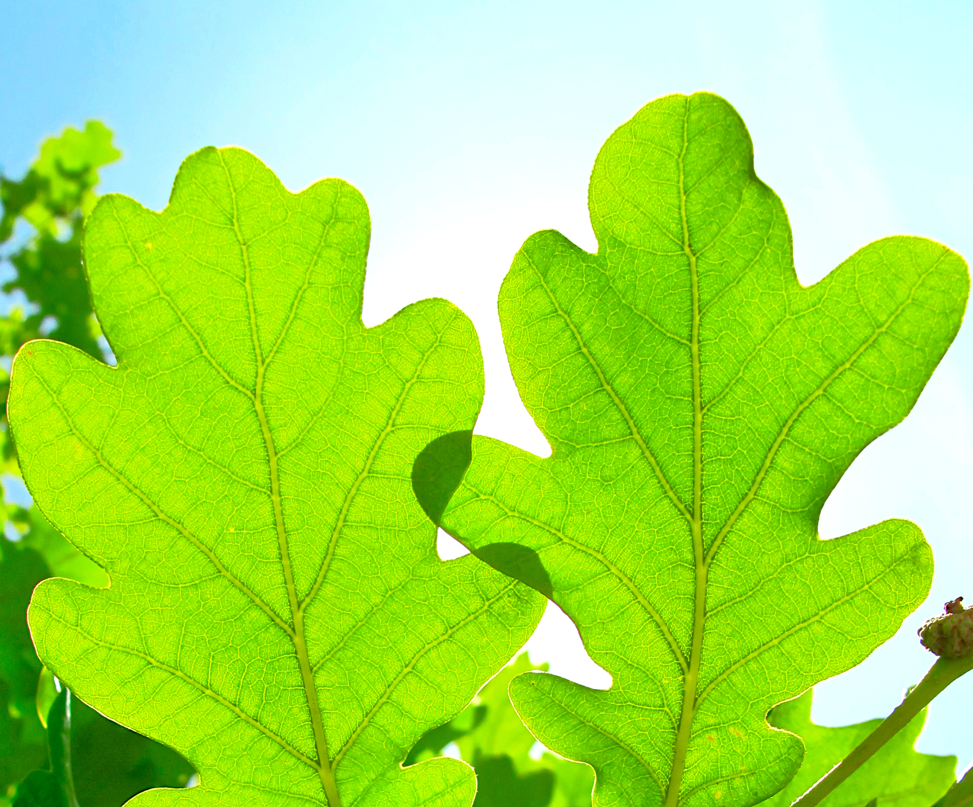 Backlit green leaf with luminous veins