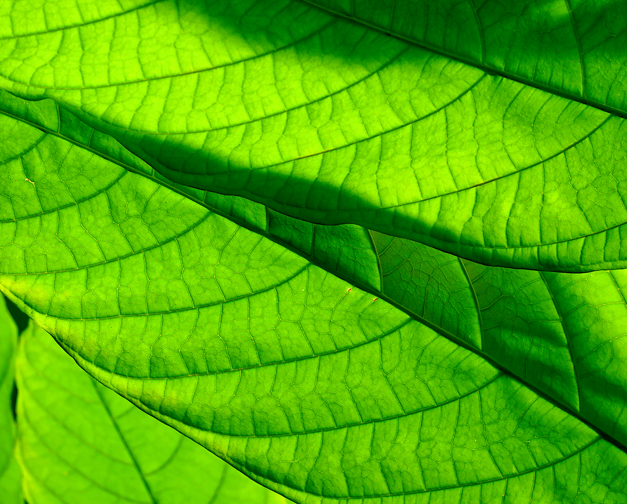 Backlit green leaf with luminous veins