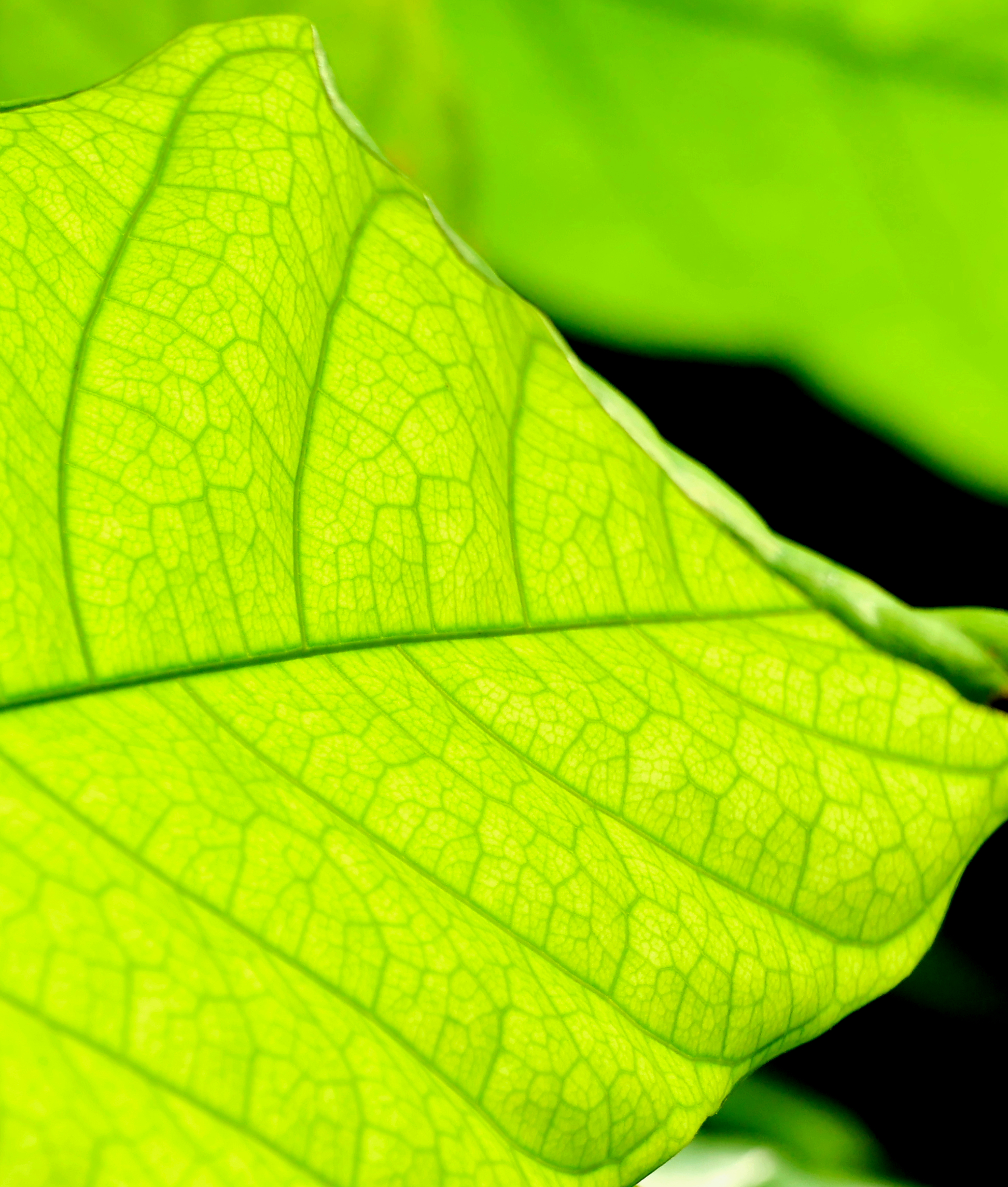 Macro photograph of a translucent leaf