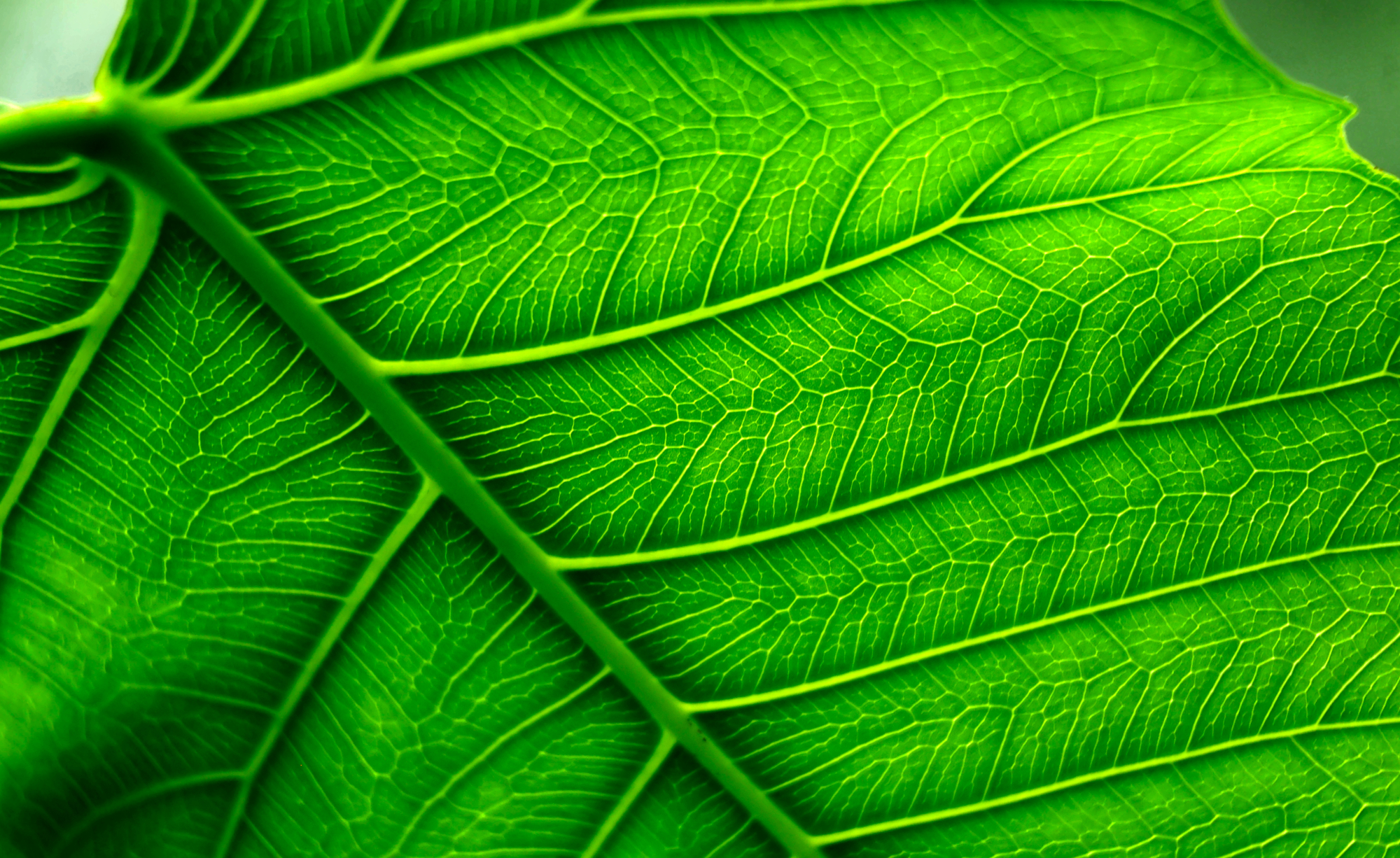 Backlit green leaf with luminous veins