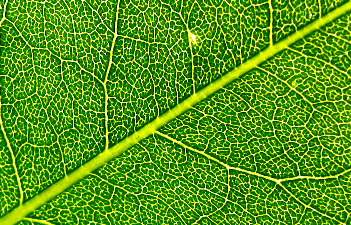 Backlit green leaf with luminous veins