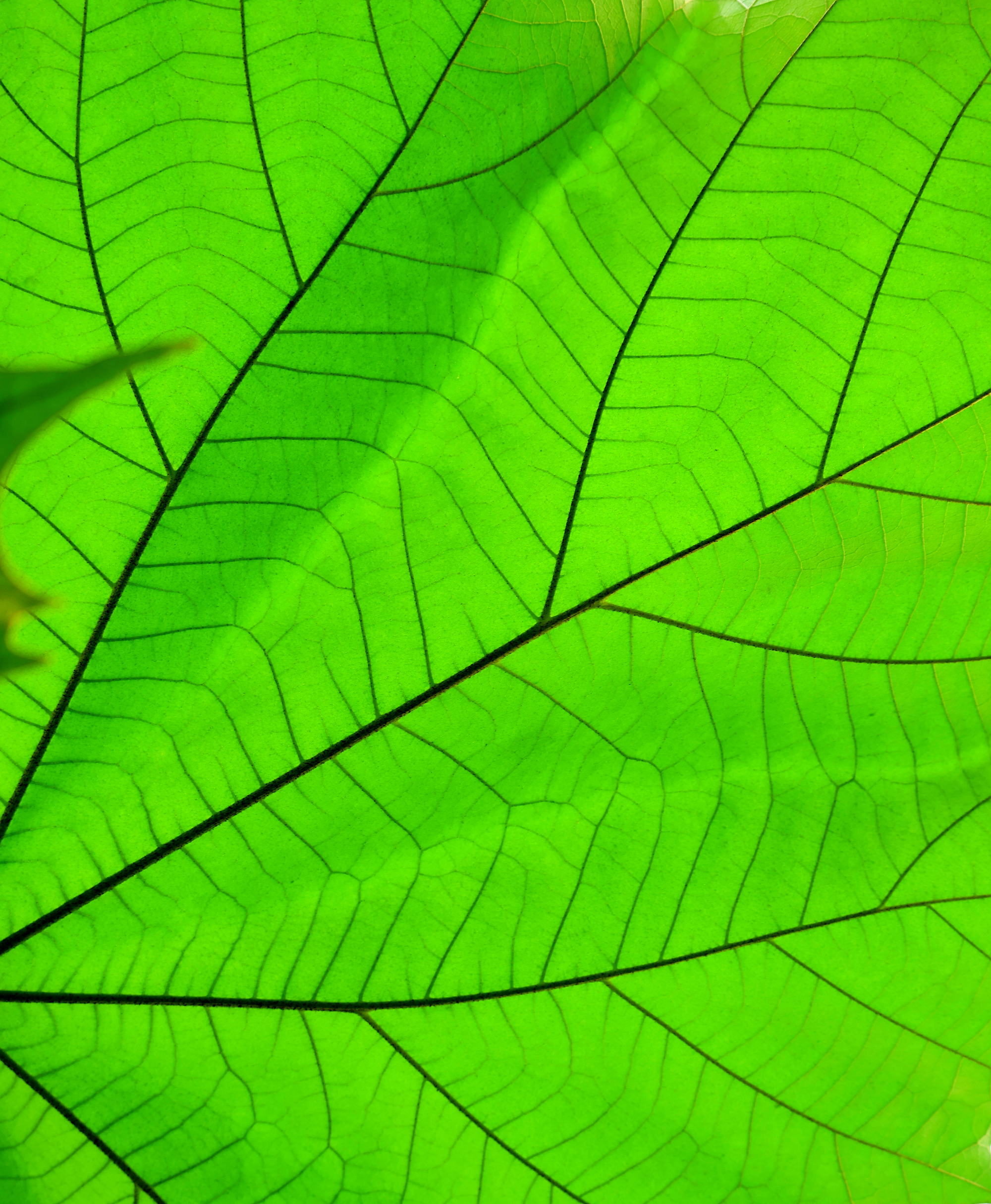 Backlit green leaf with luminous veins