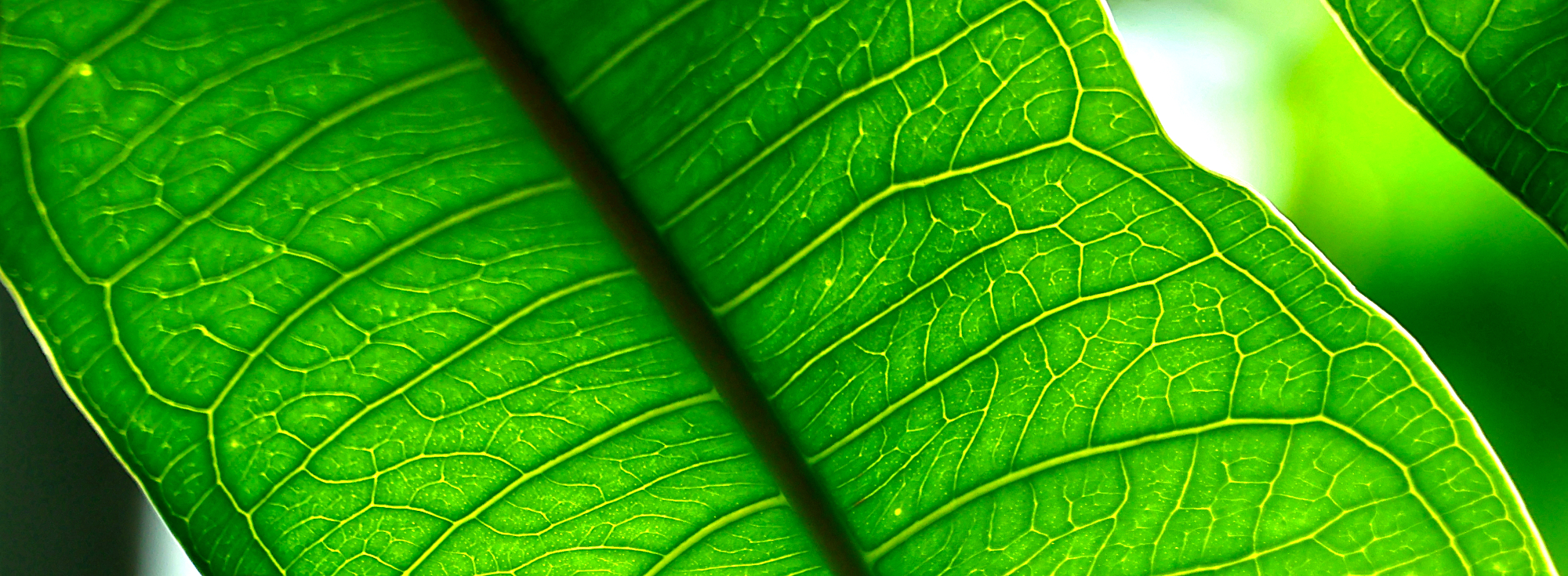 Backlit green leaf with luminous veins