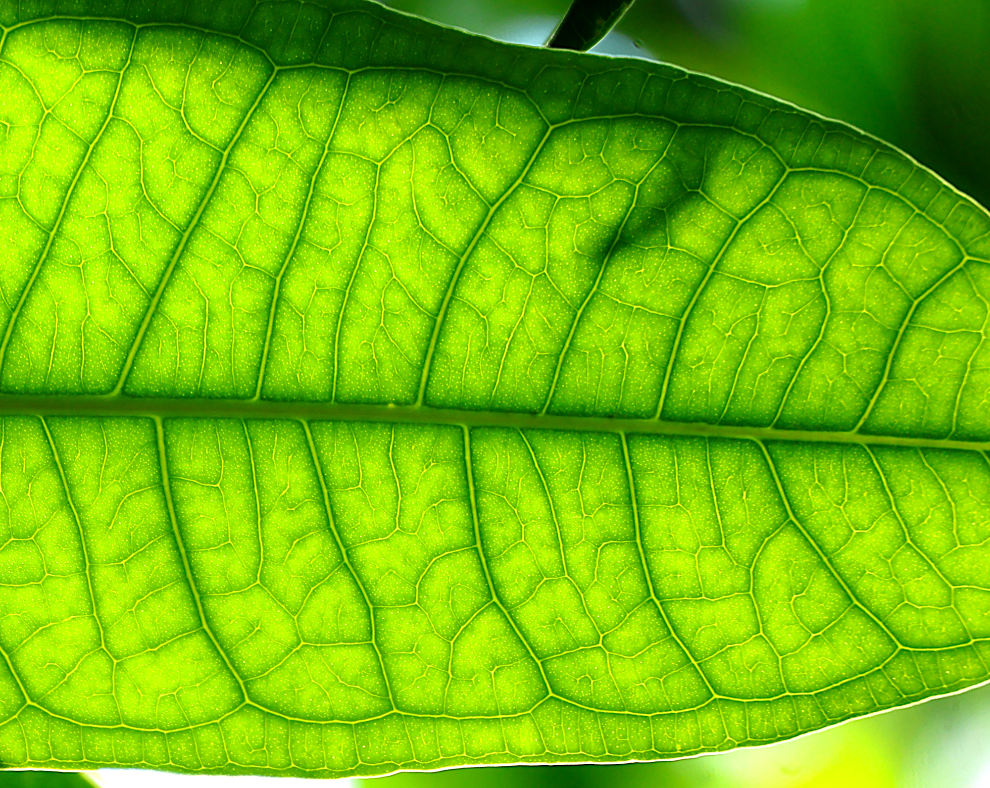 Backlit green leaf with luminous veins7