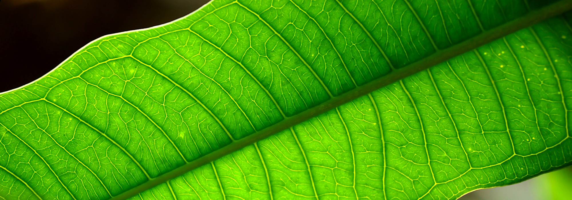 Backlit green leaf with luminous veins