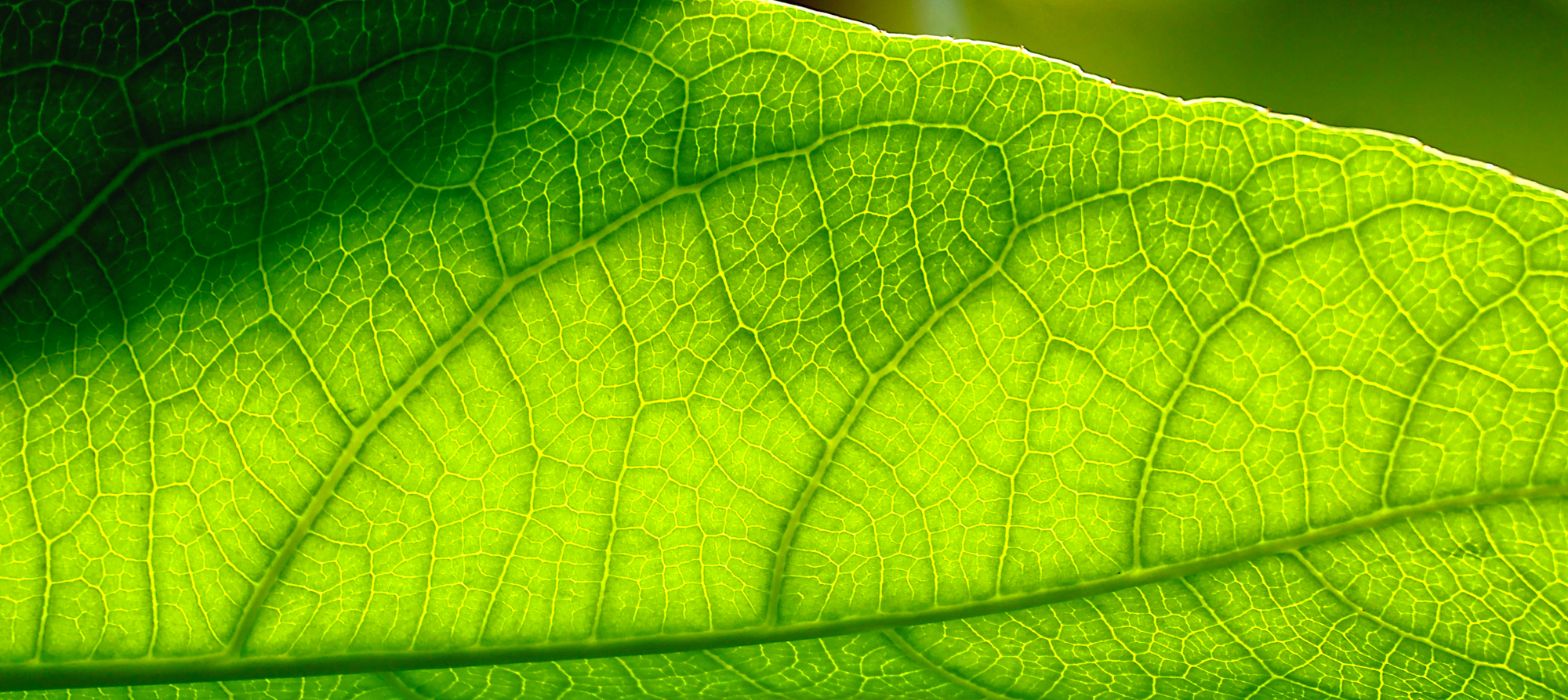 Backlit green leaf with luminous veins