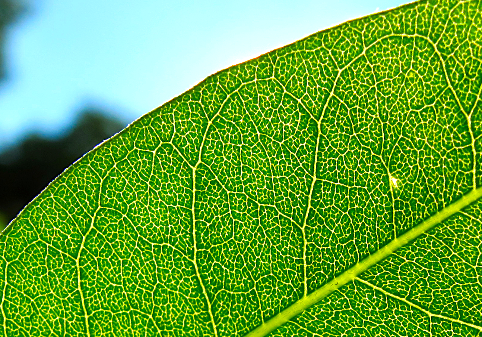 Backlit green leaf with luminous veins