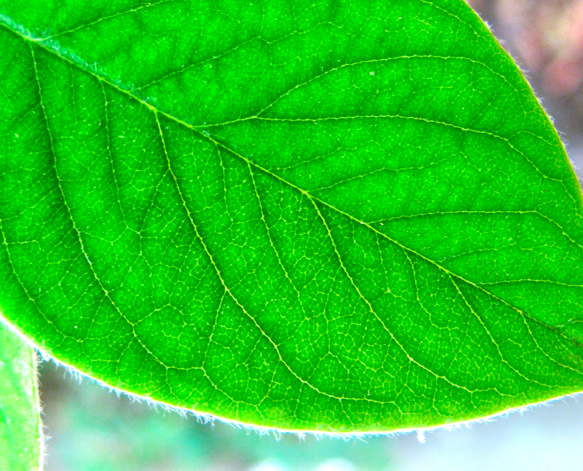 Backlit green leaf with luminous veins