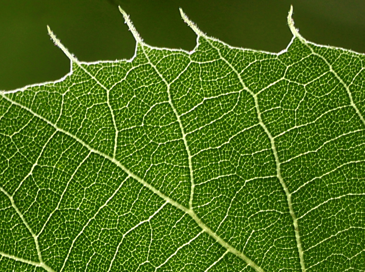 Backlit green leaf with luminous veins