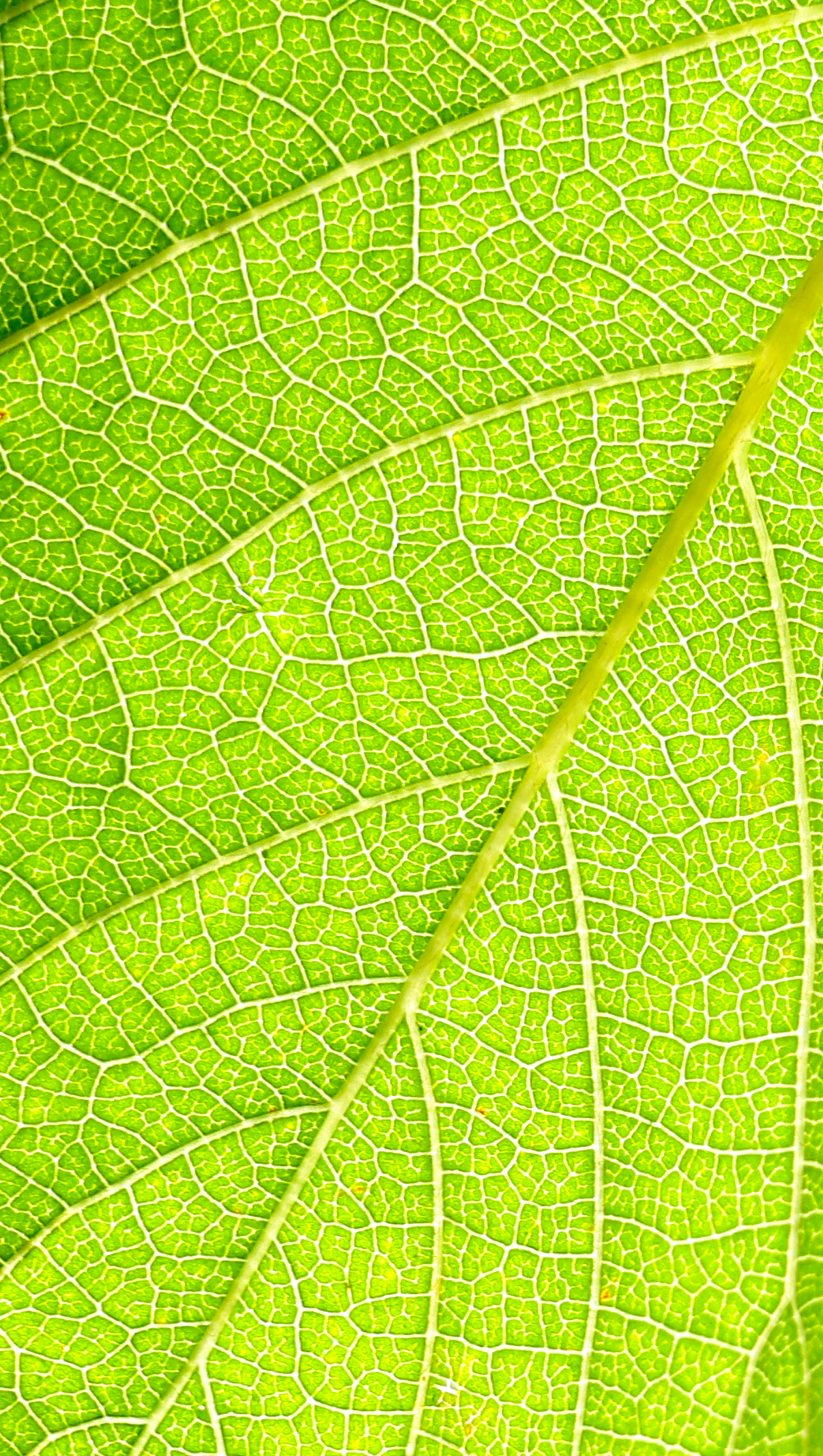 Macro photograph of a translucent leaf