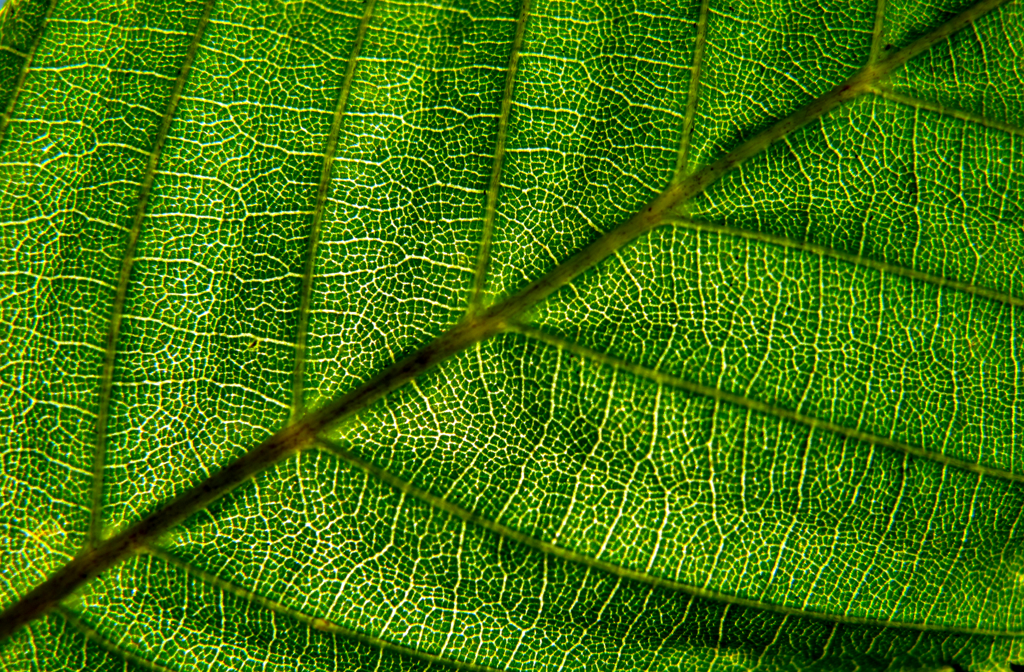 Backlit green leaf with luminous veins