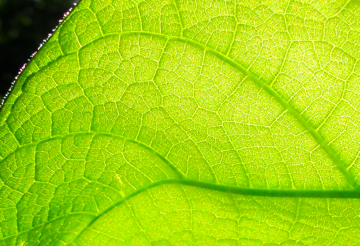 Backlit green leaf with luminous veins