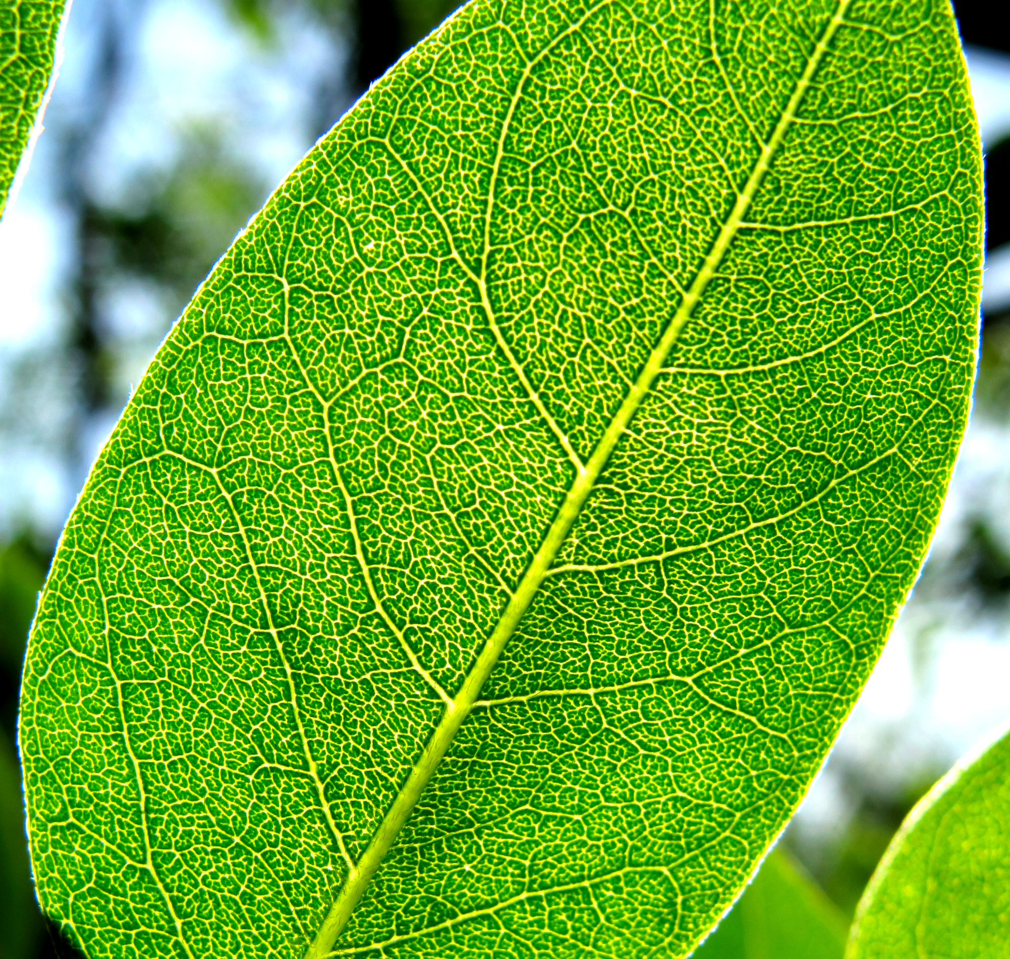 Backlit green leaf with luminous veins