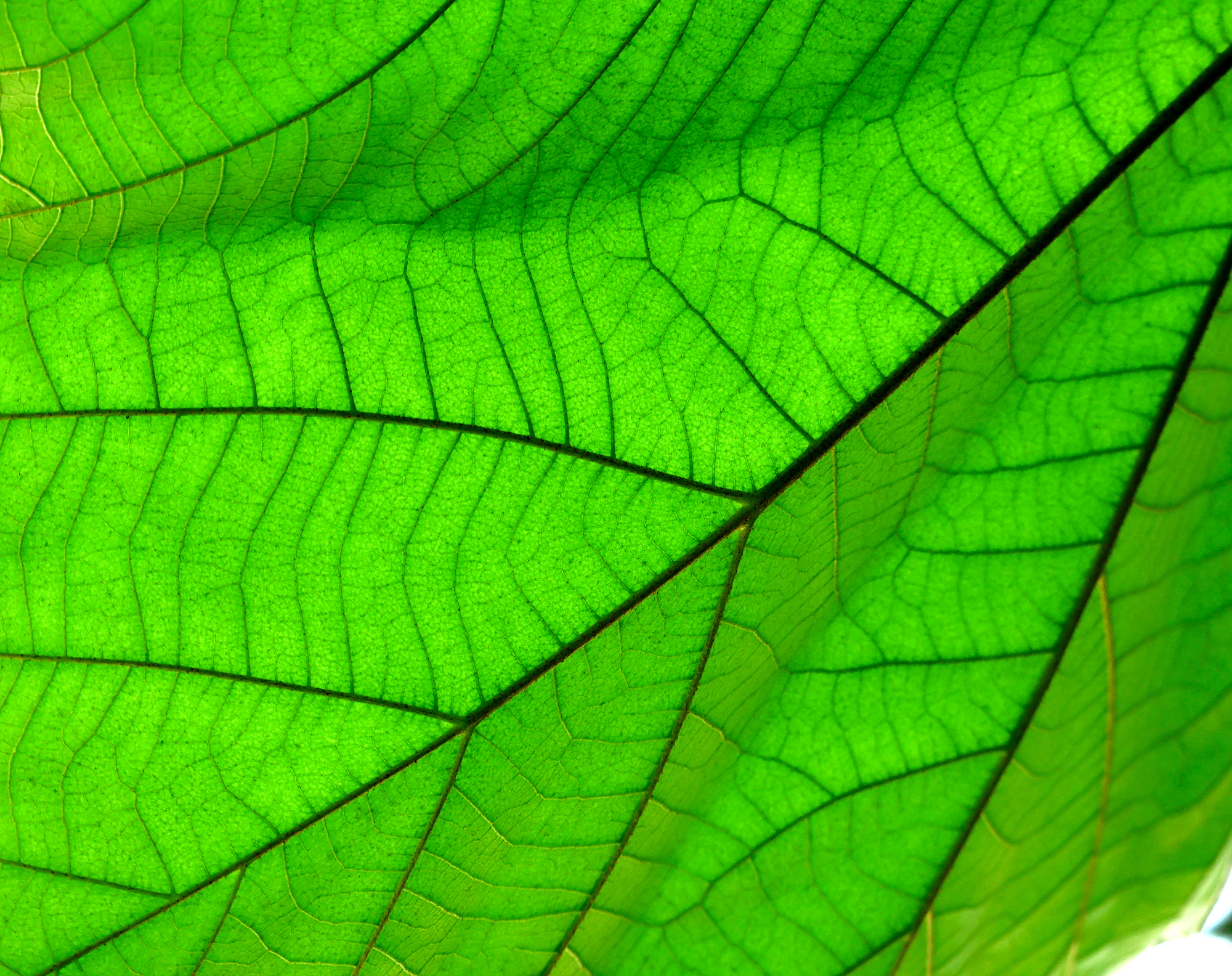 Backlit green leaf with luminous veins