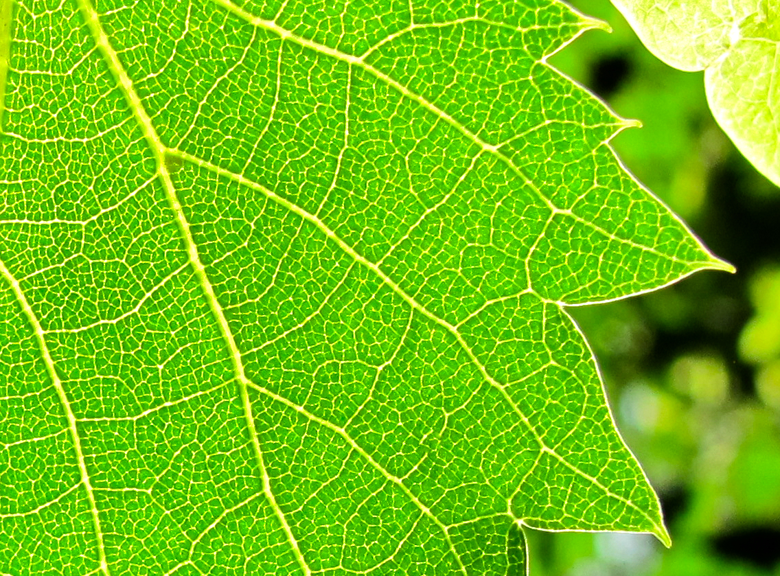 Backlit green leaf with luminous veins7