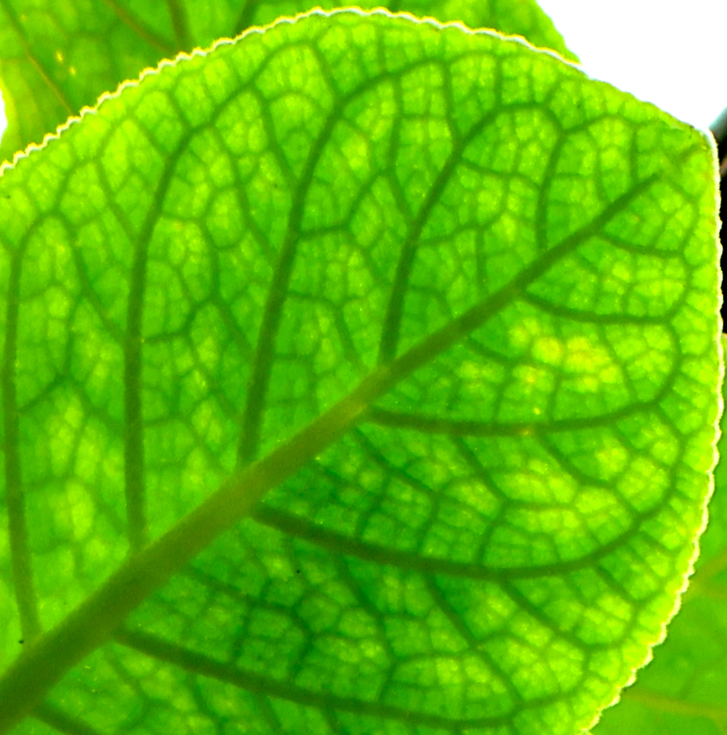 Backlit green leaf with luminous veins