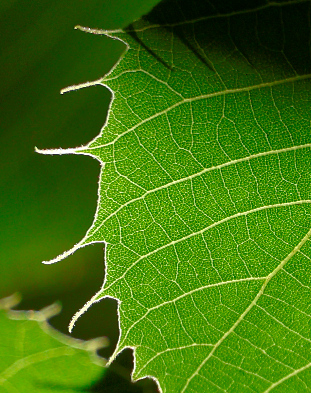 Backlit green leaf with luminous veins