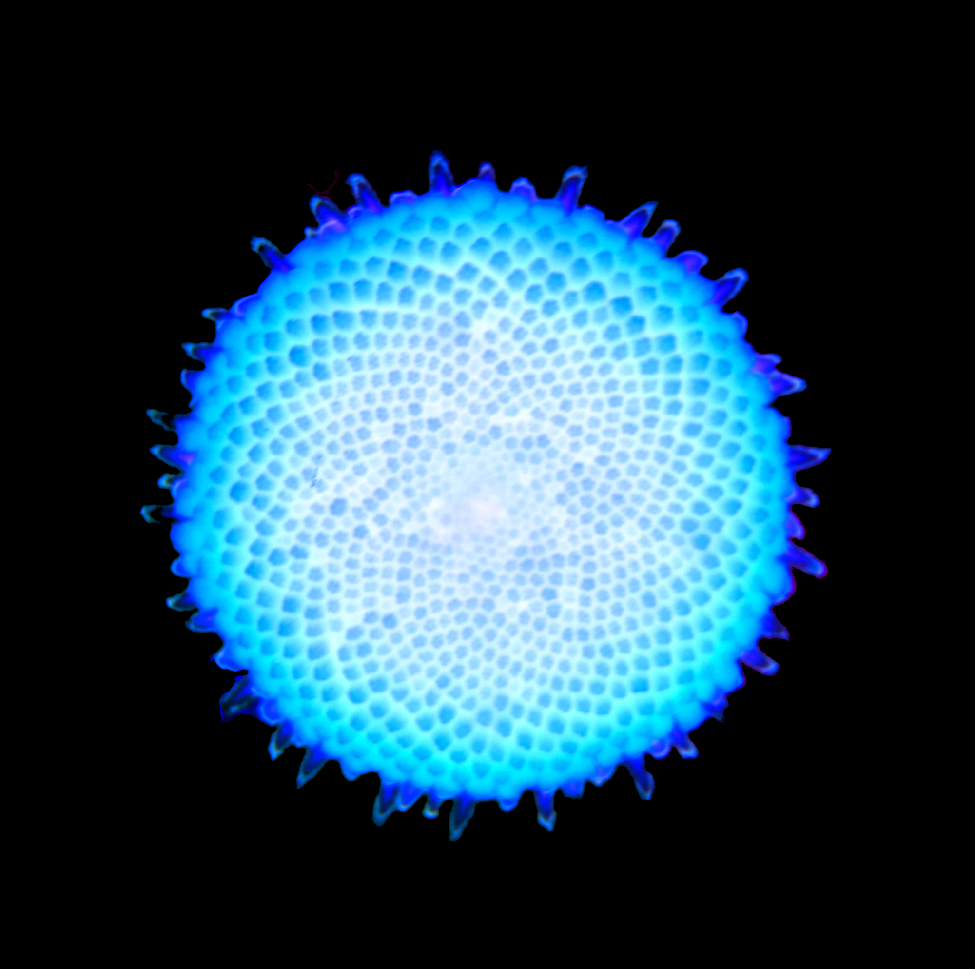 Blue core flower in sunlight