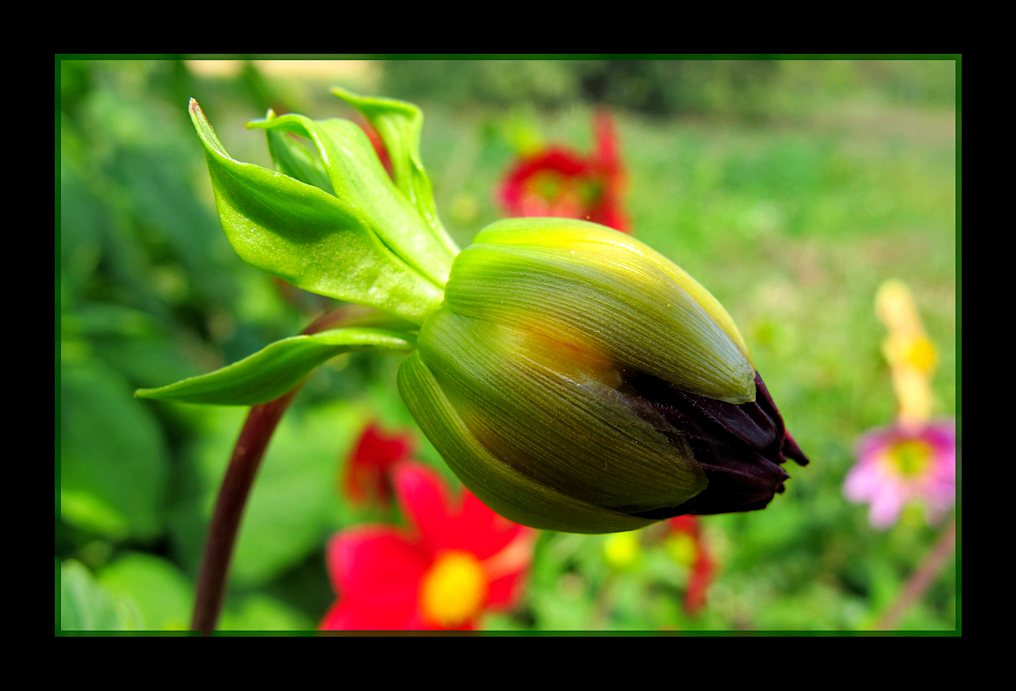 Flower green bud in sunlight