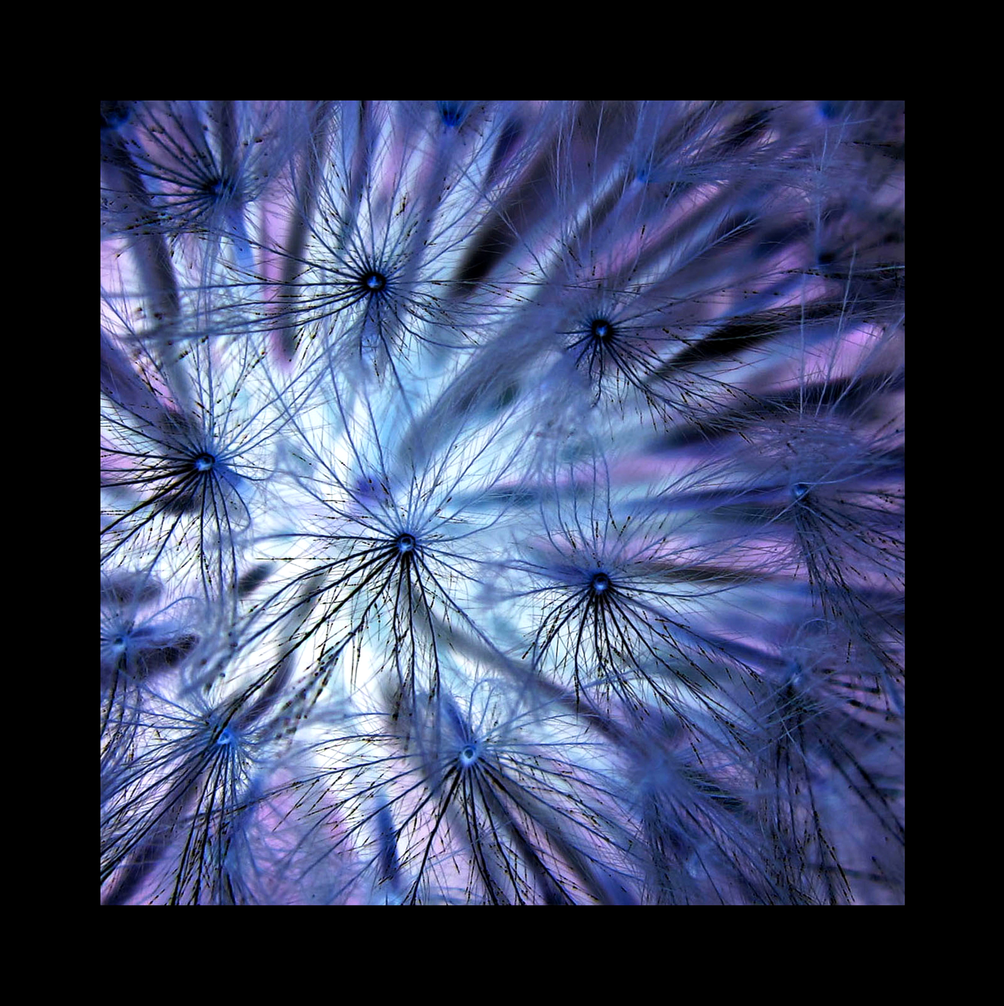Indigo Angel flower in sunlight