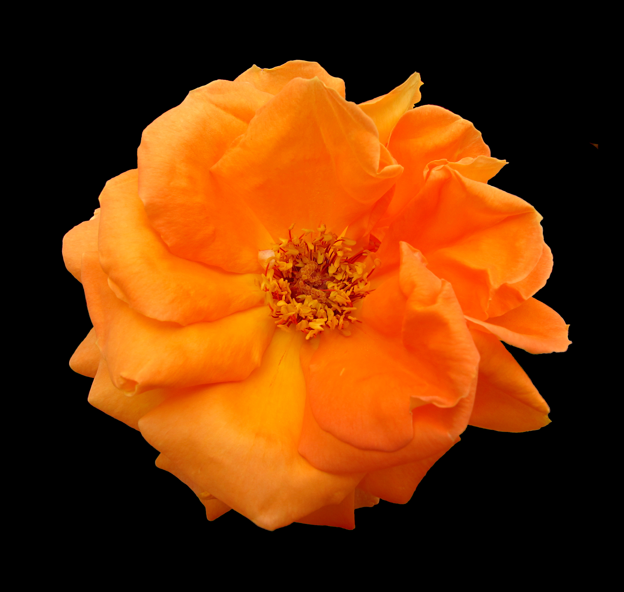 Orange flower in sunlight