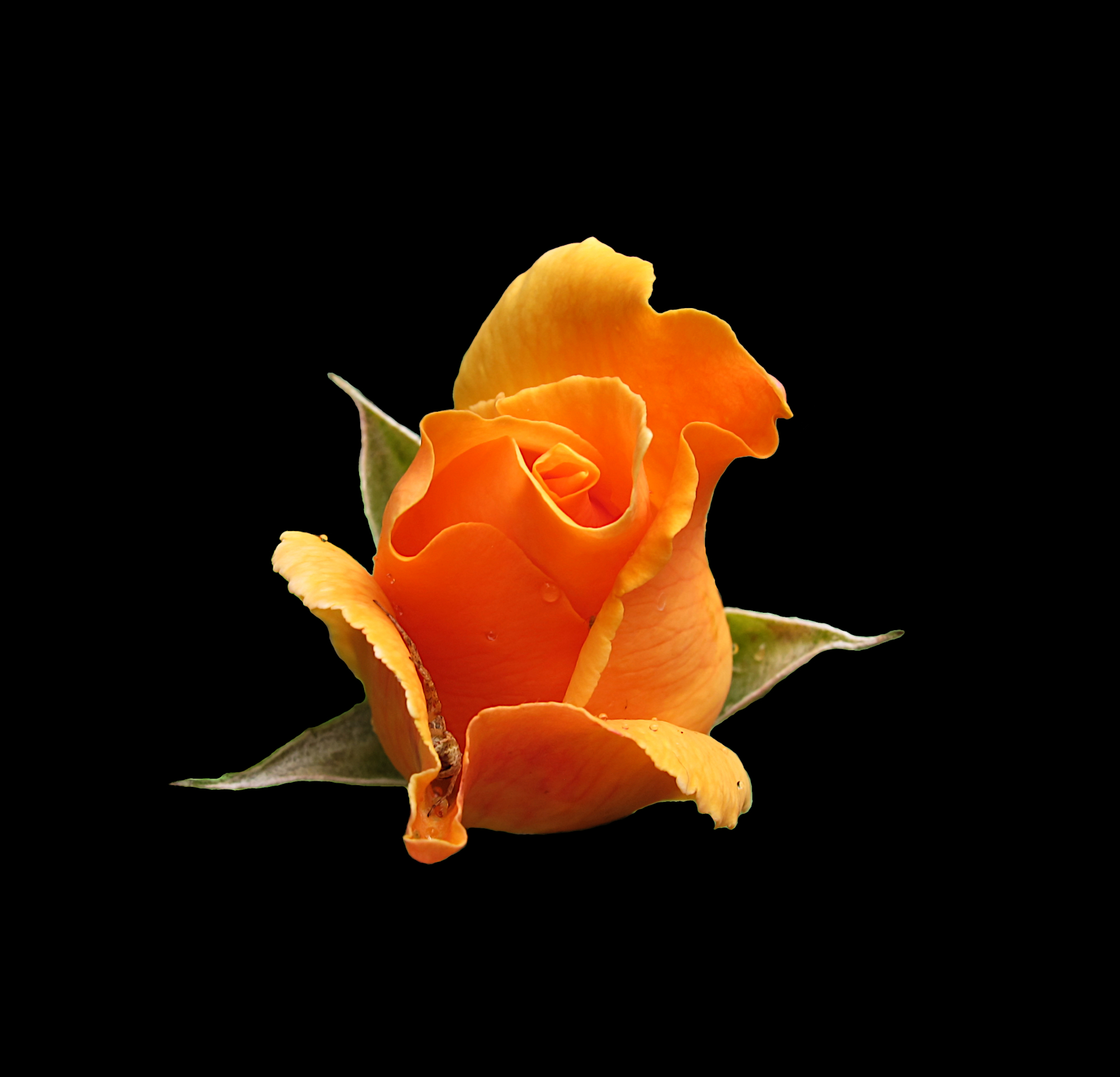 Orange flower in sunlight