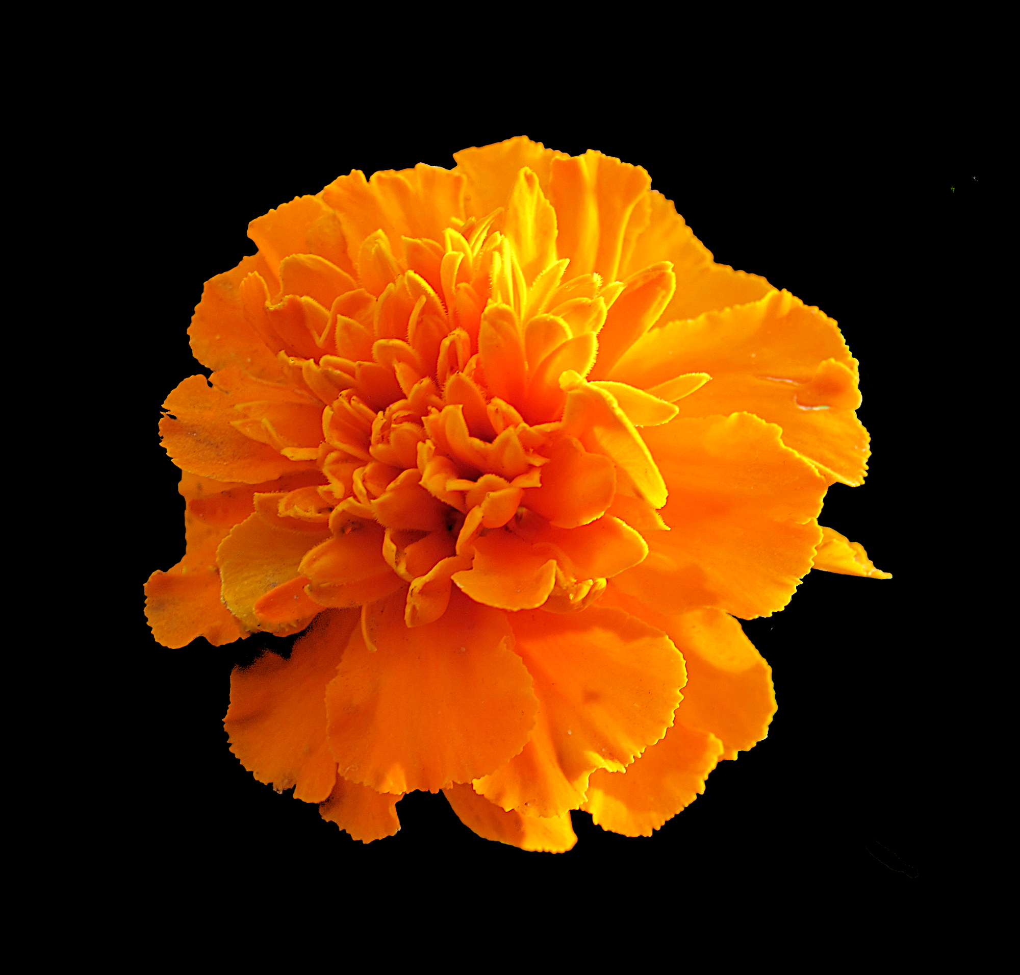 Orange flower in sunlight