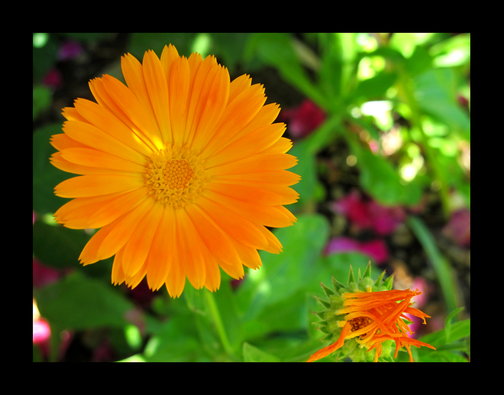 Orange flower in sunlight