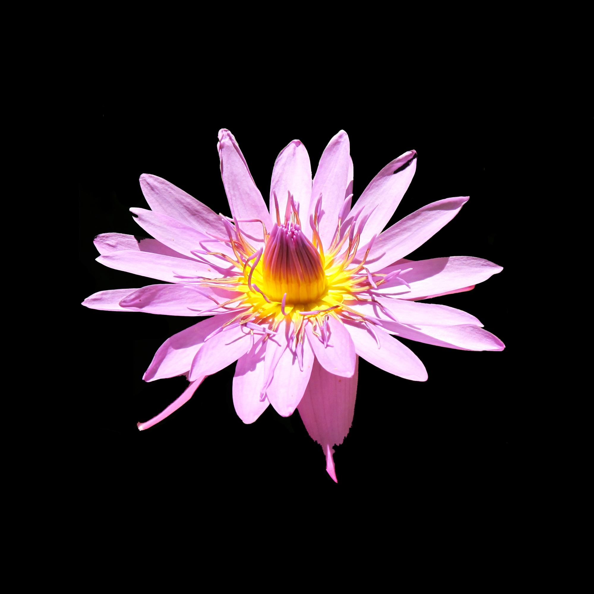 Pink flower in sunlight