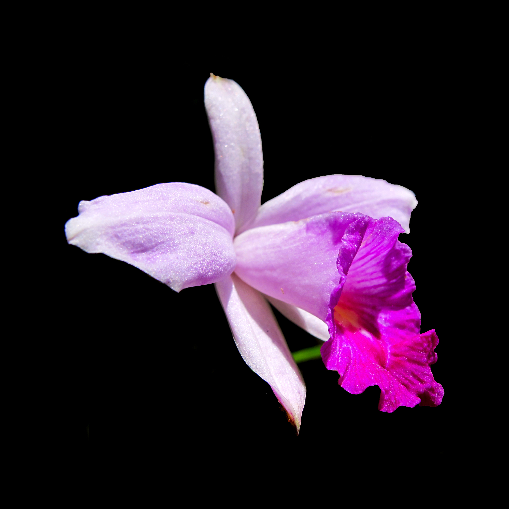 Mauve rose flower in sunlight