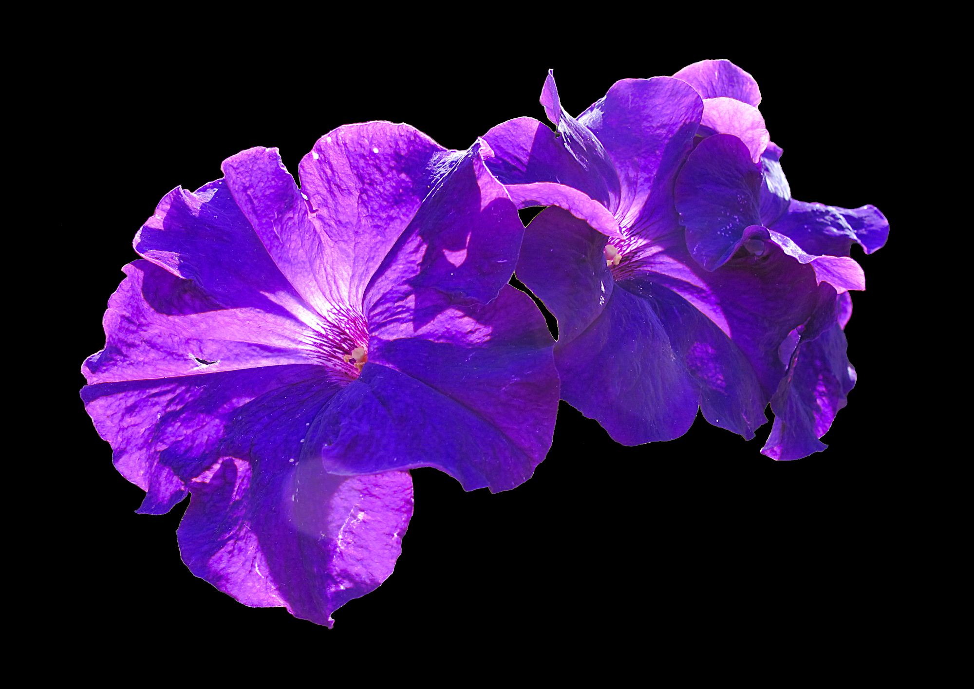 Purple flower in sunlight