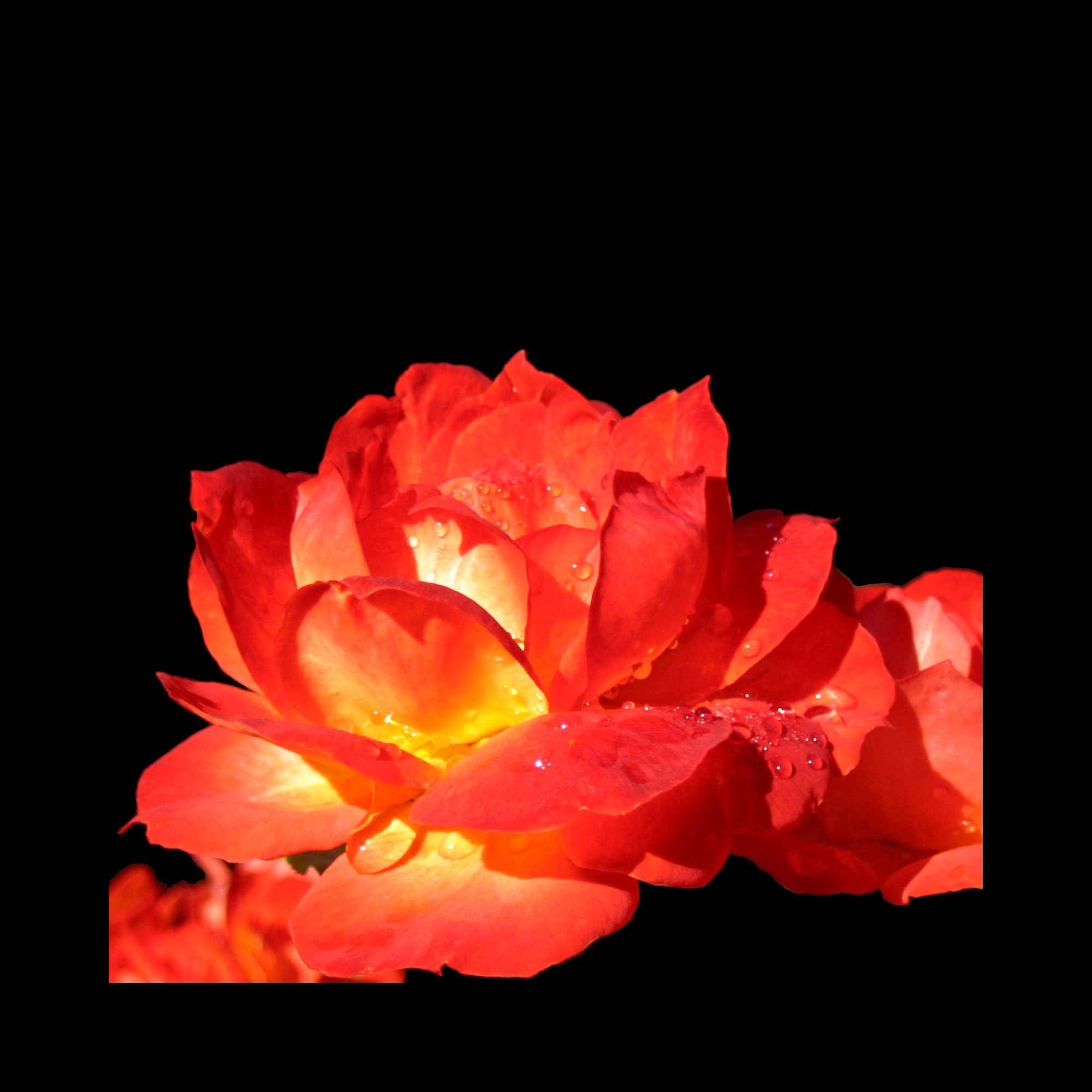Red flower in sunlight