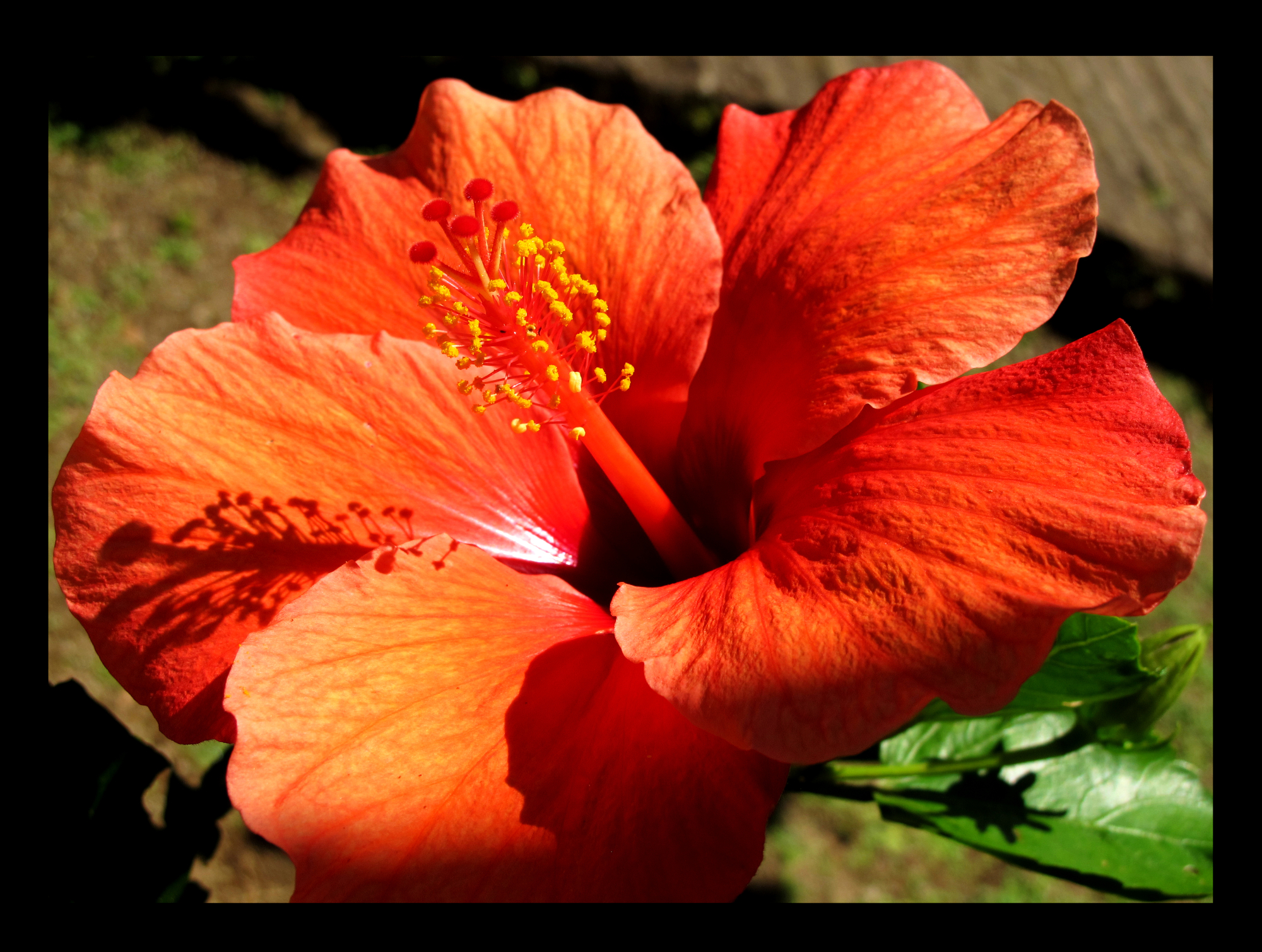 Red flower in sunlight
