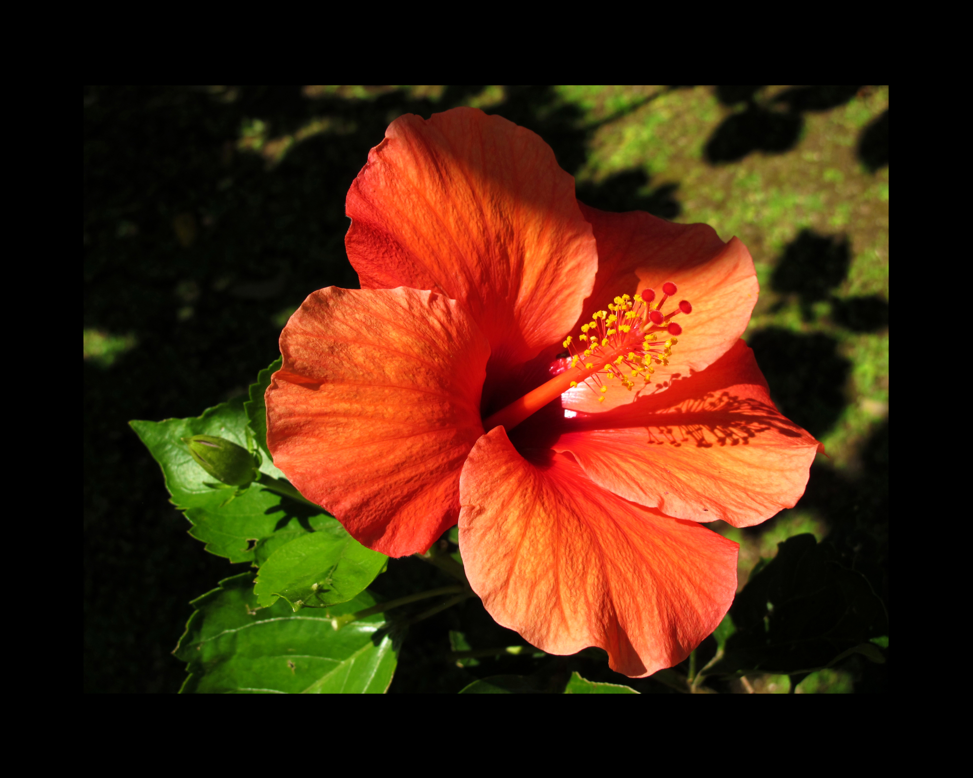 Red flower in sunlight
