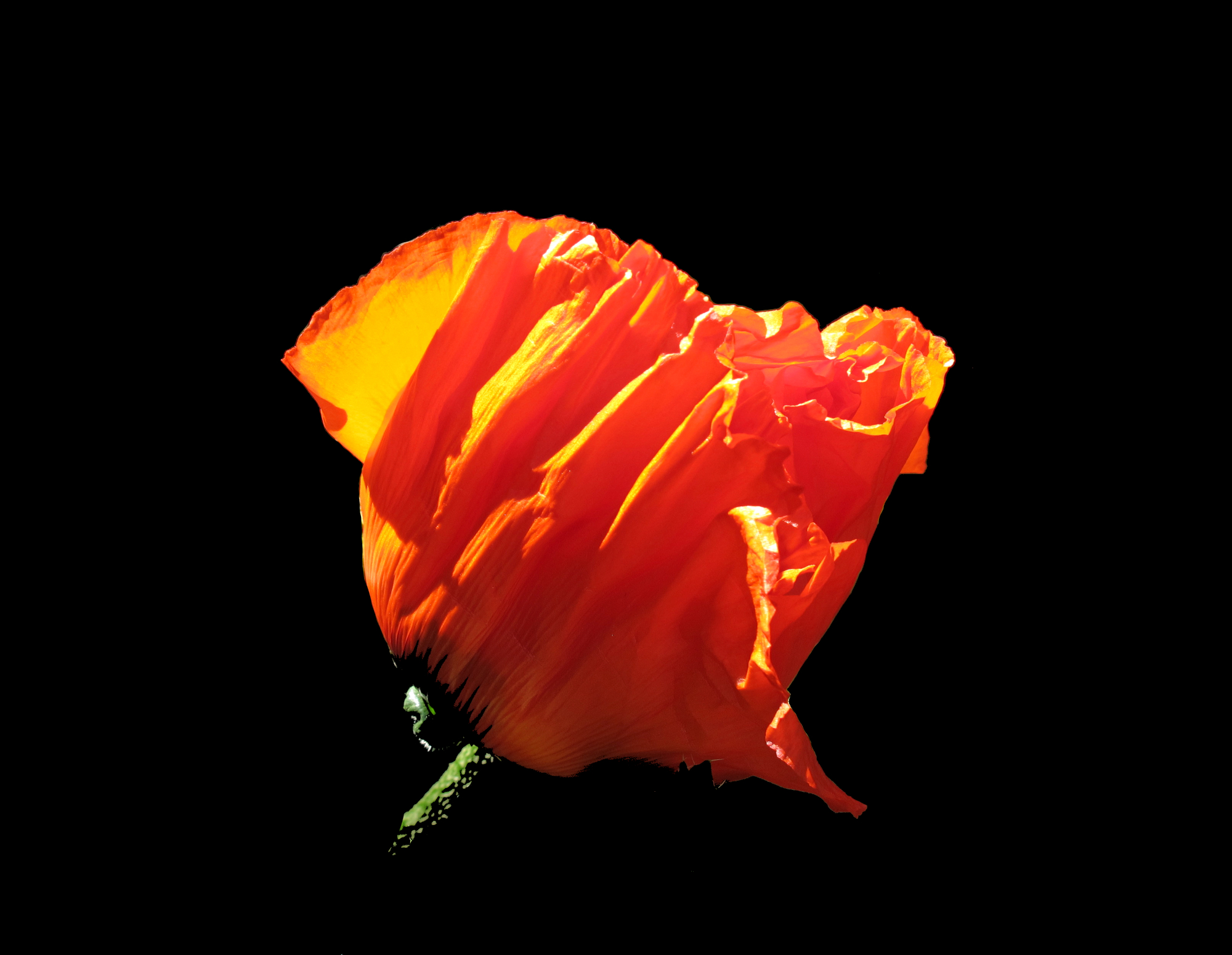 Red flower in sunlight