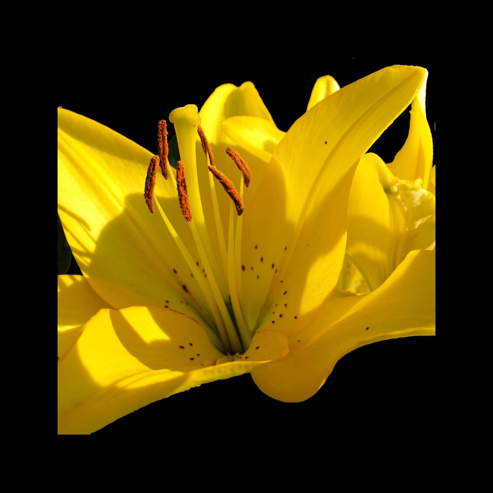 Yellow flower in sunlight