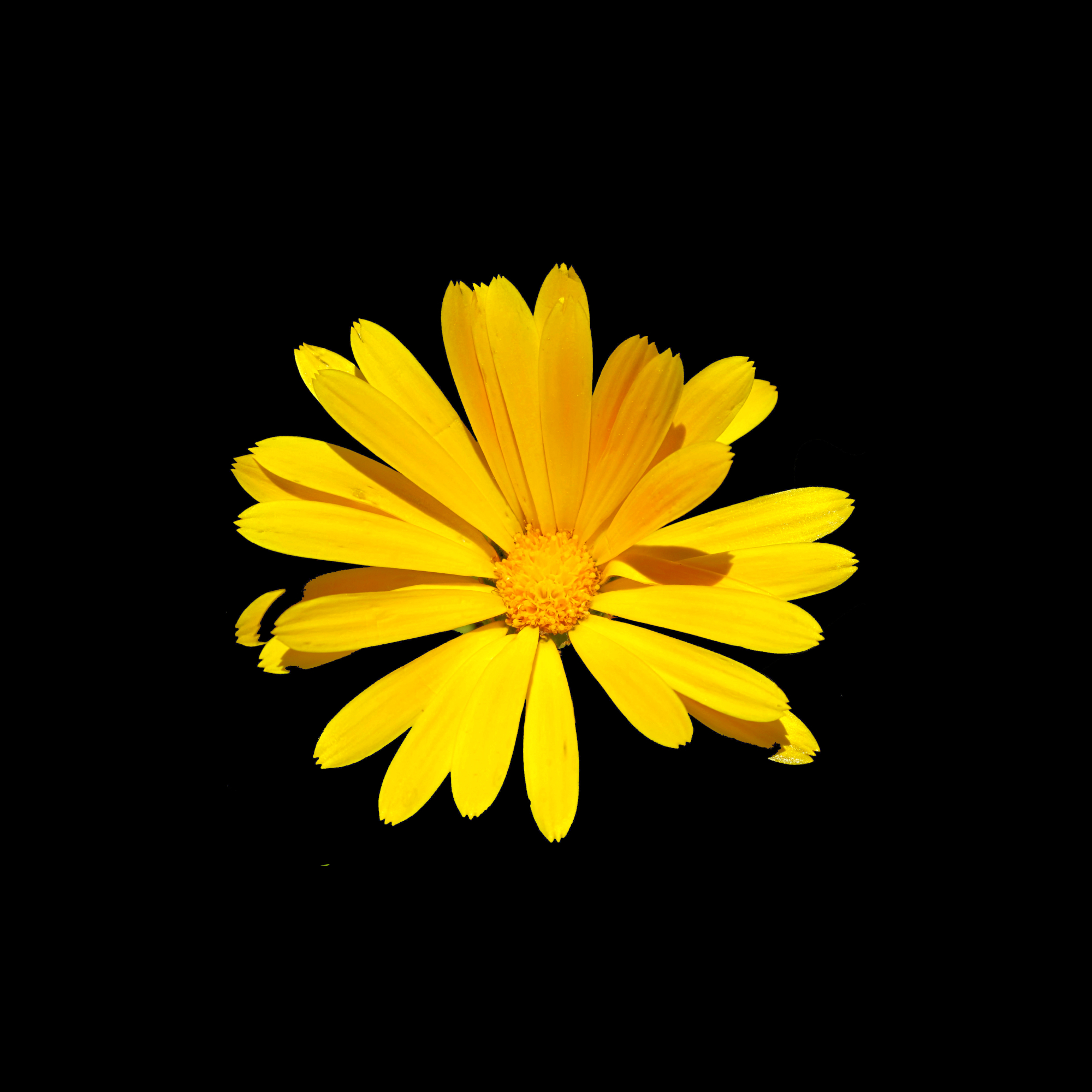 Yellow flower in sunlight
