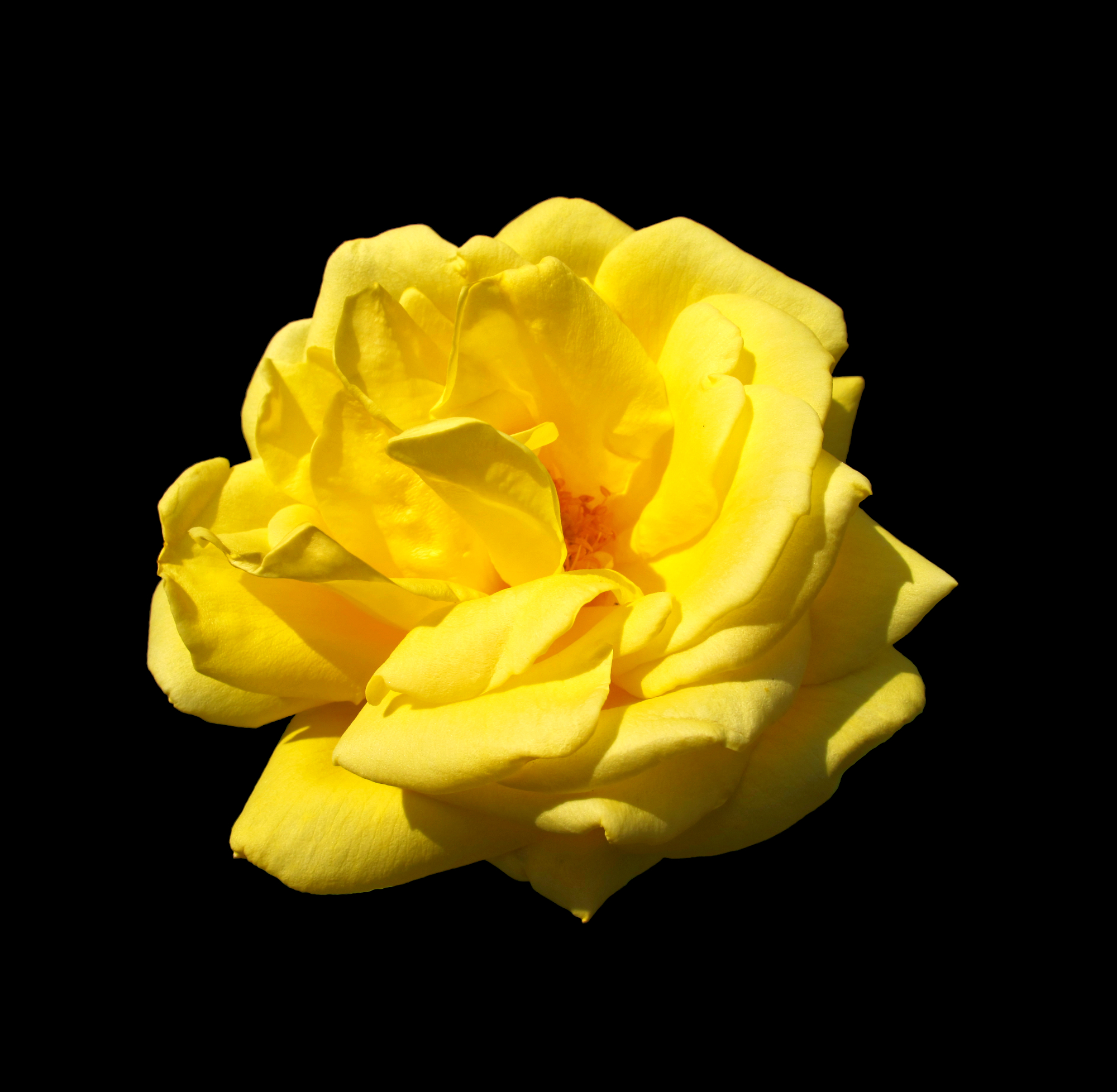 Yellow flower in sunlight