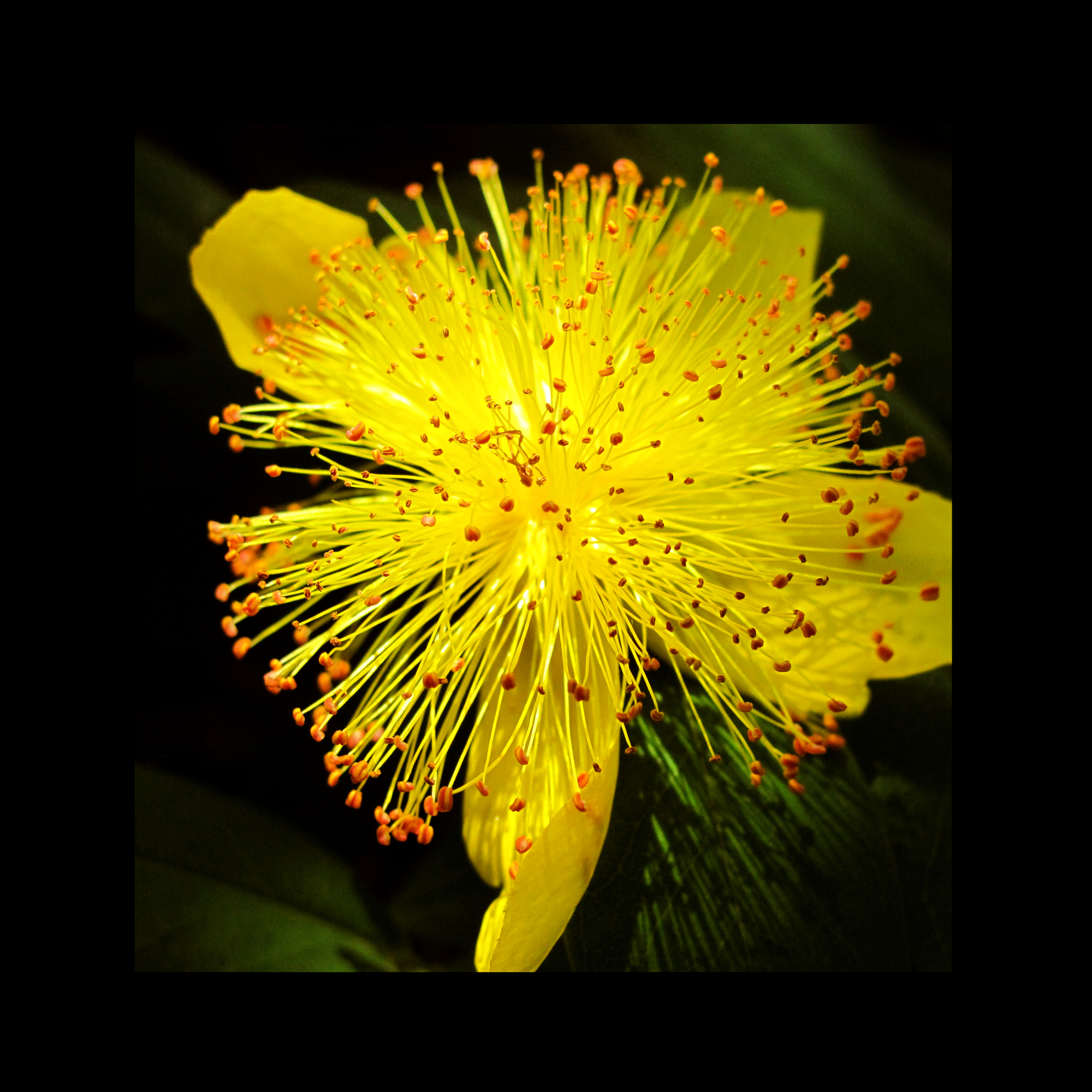 Yellow flower in sunlight